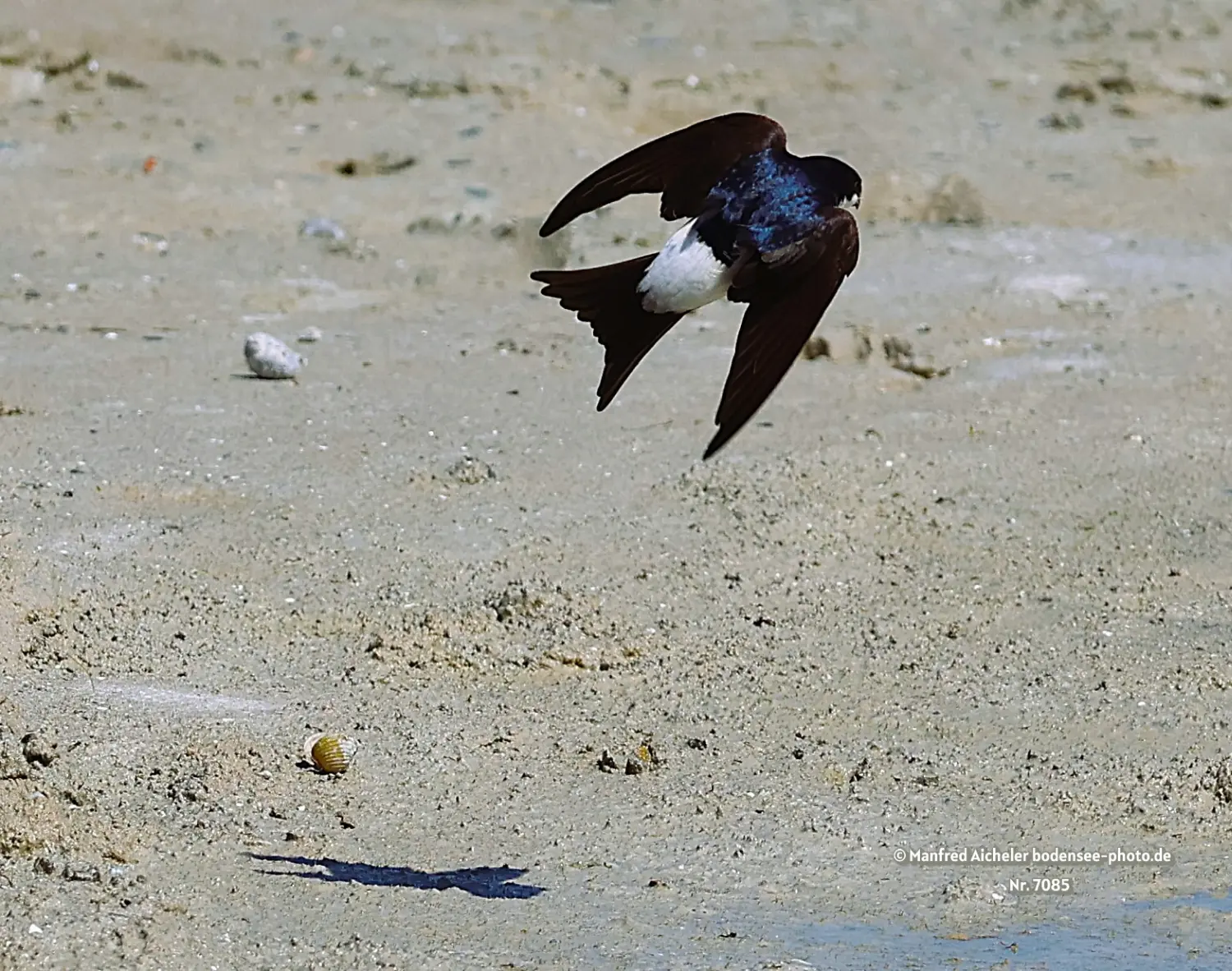 Naturfotografie - Manfred Aicheler -  Offene Landschaften, Felder, Wiesen und Gebäude - Mehlschwalben