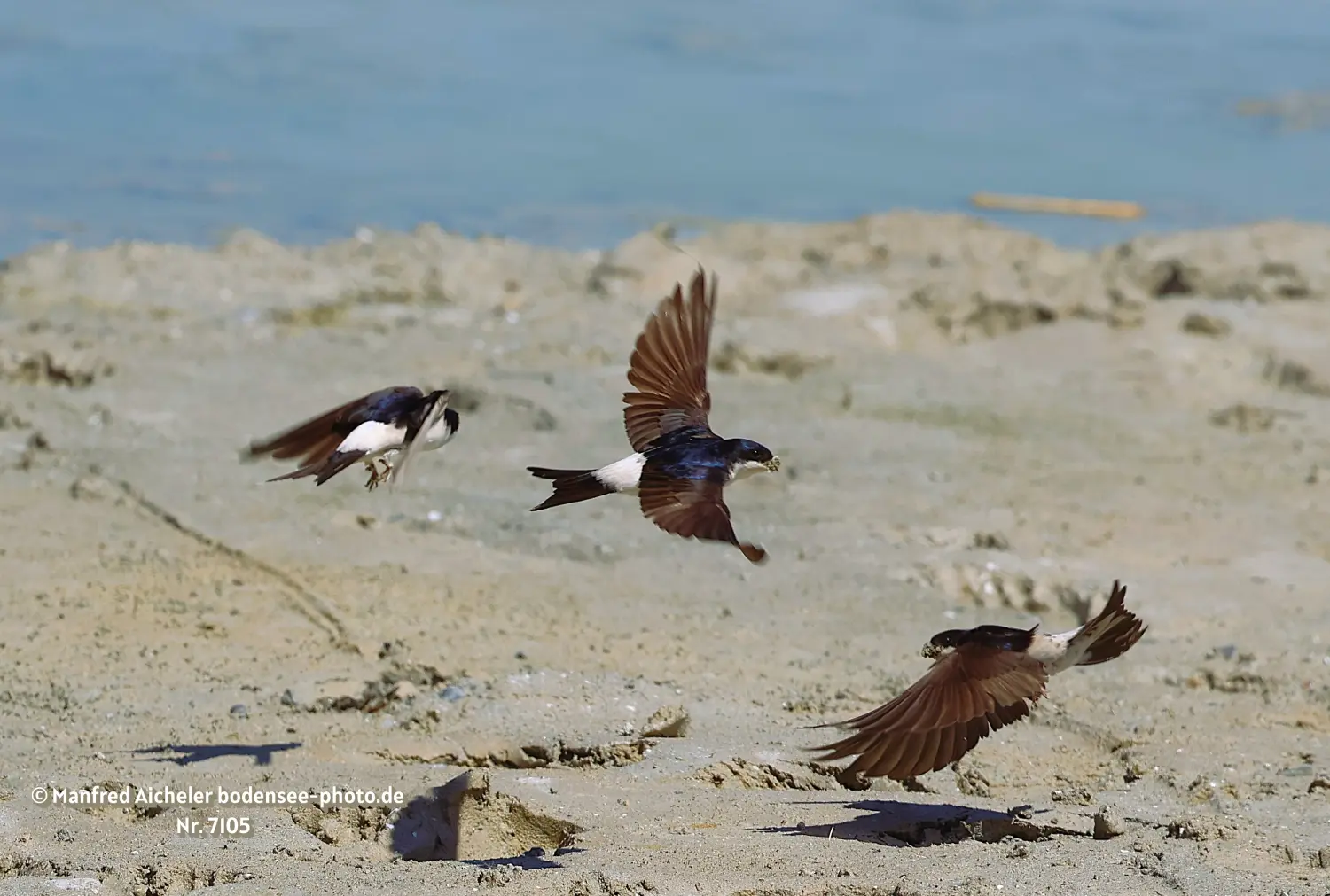 Naturfotografie - Manfred Aicheler -  Offene Landschaften, Felder, Wiesen und Gebäude - Mehlschwalben