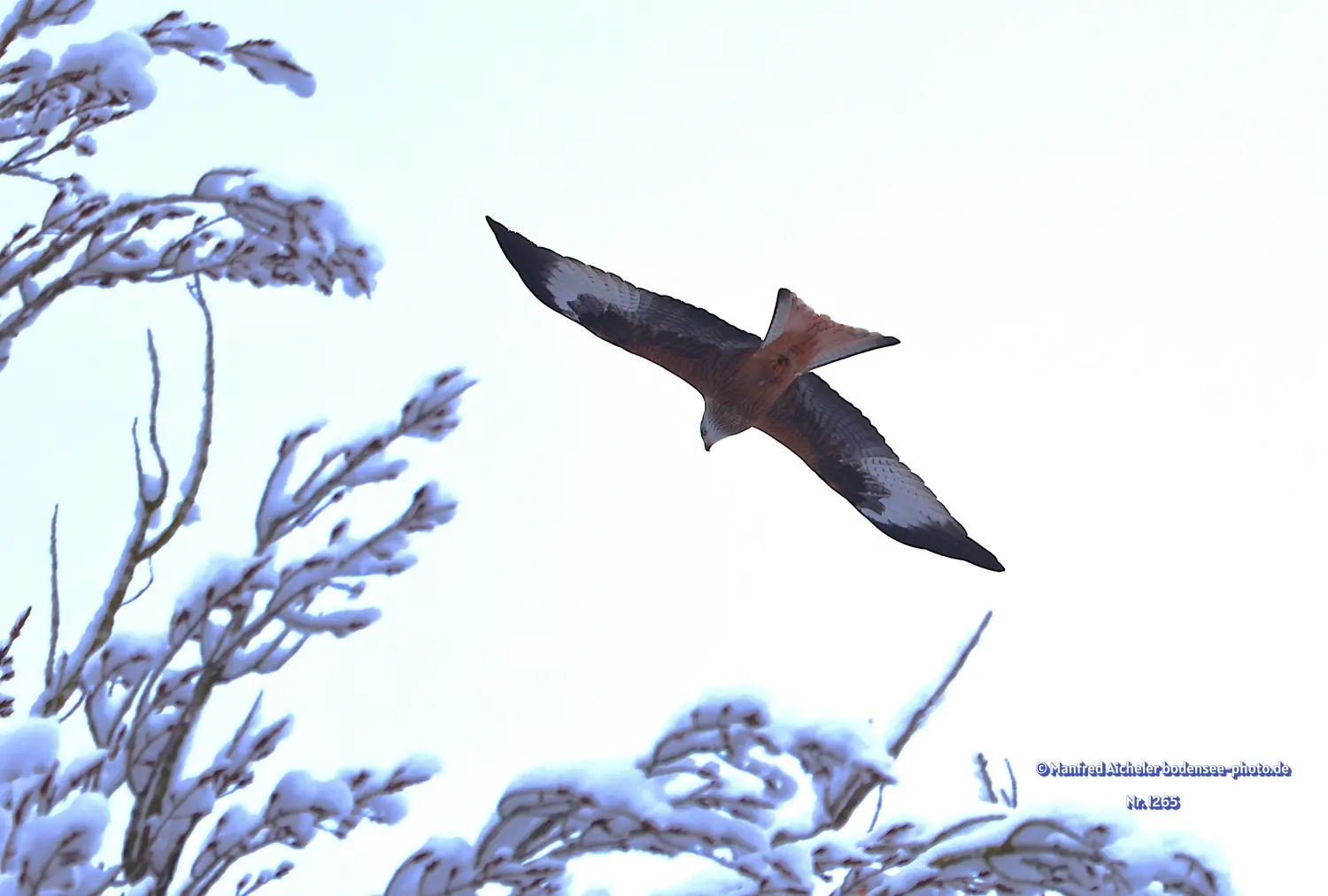 Naturfotografie - Manfred Aicheler -  Offene Landschaften, Felder, Wiesen und Gebäude - Roter Milan