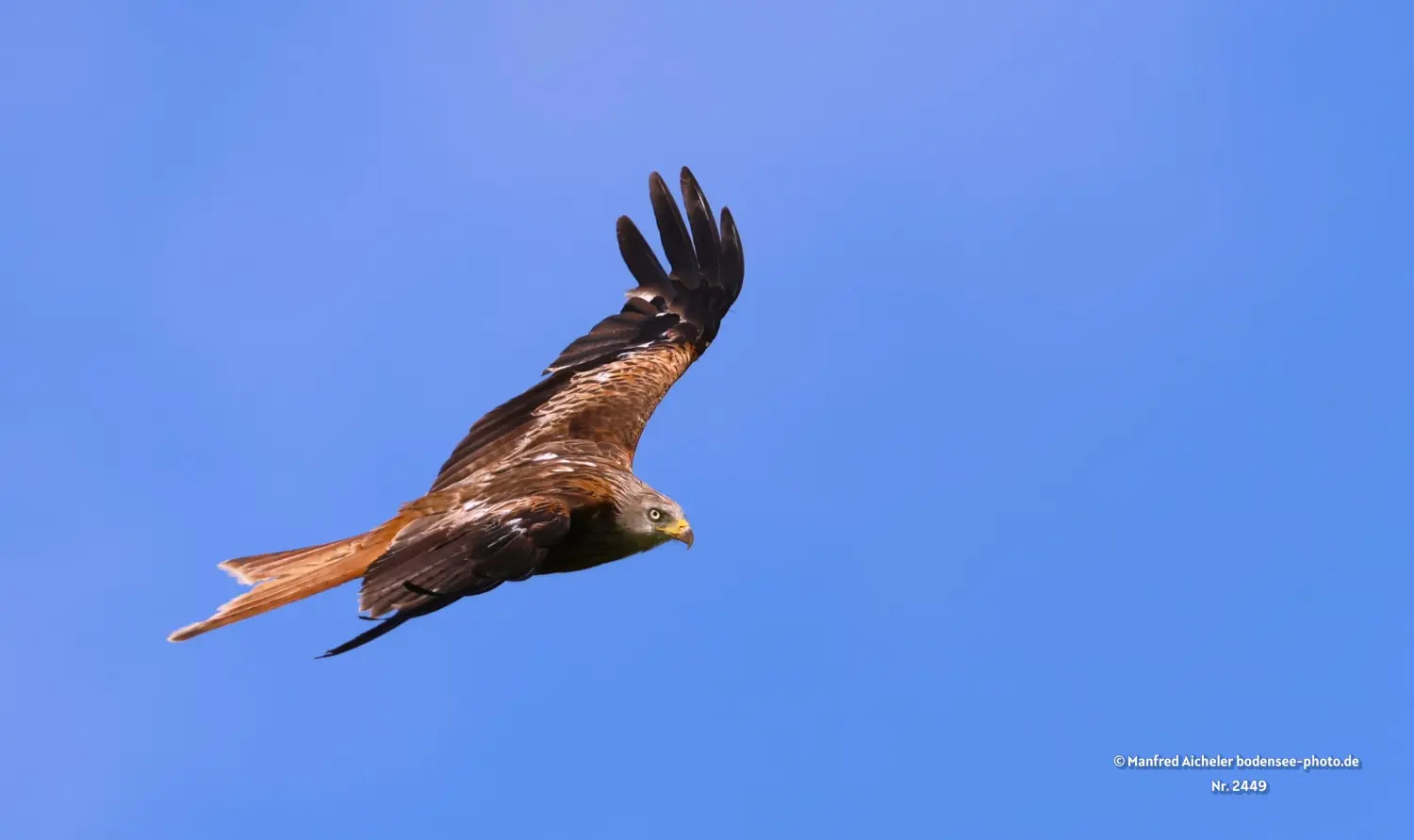 Naturfotografie - Manfred Aicheler -  Offene Landschaften, Felder, Wiesen und Gebäude - Roter Milan