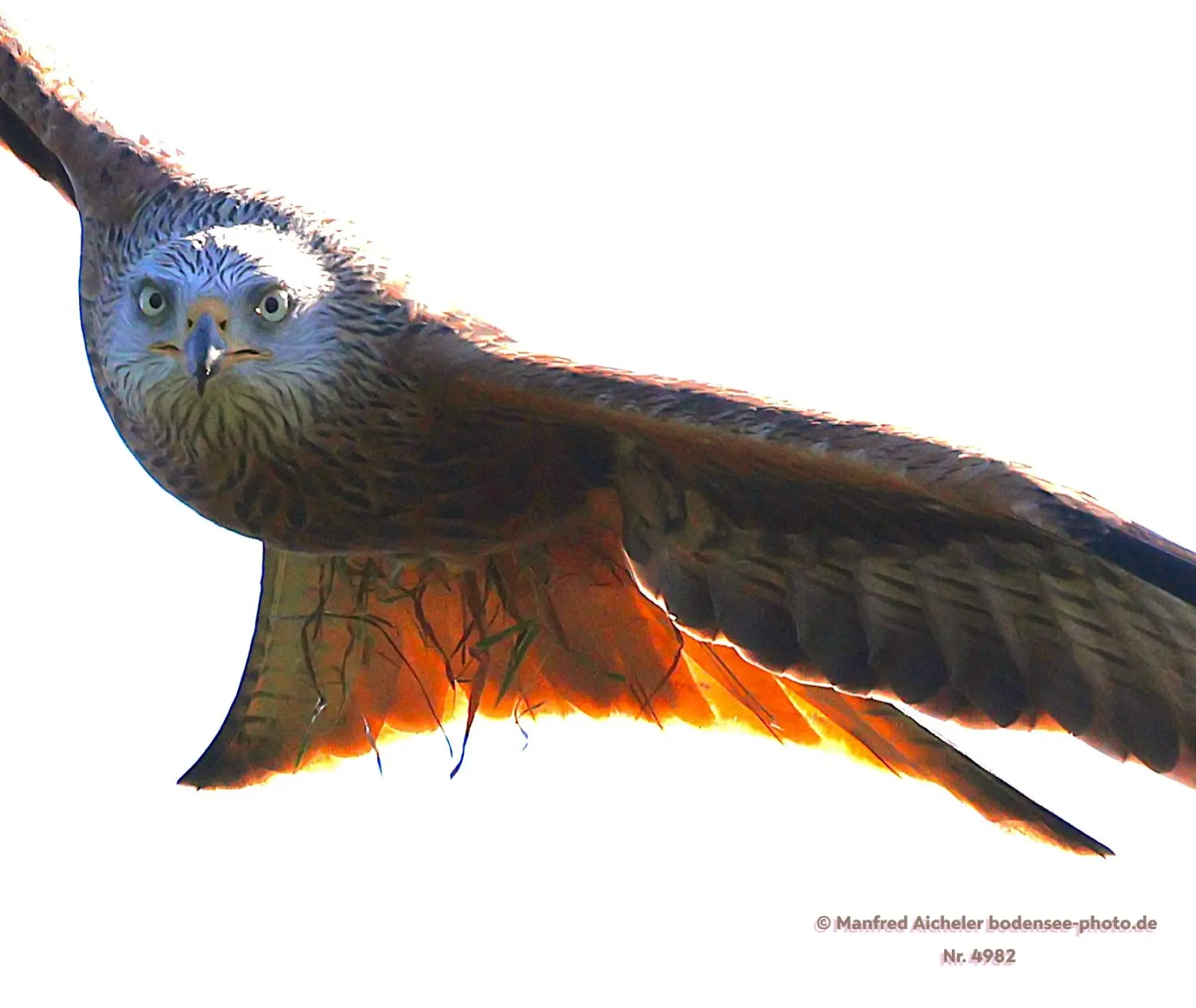 Naturfotografie - Manfred Aicheler -  Offene Landschaften, Felder, Wiesen und Gebäude - Roter Milan