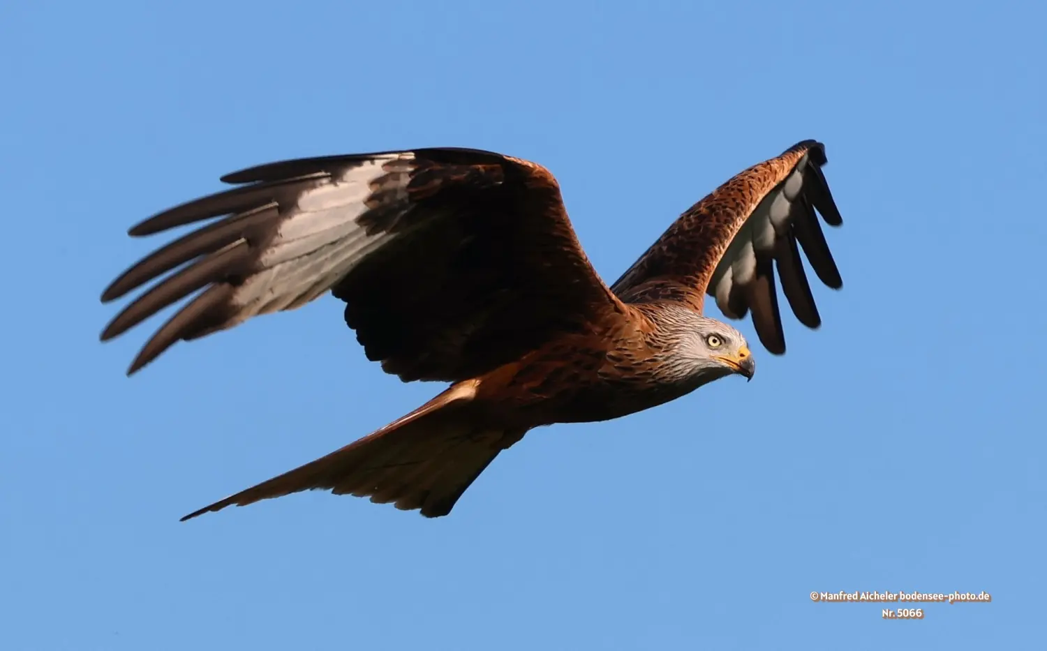Naturfotografie - Manfred Aicheler -  Offene Landschaften, Felder, Wiesen und Gebäude - Roter Milan