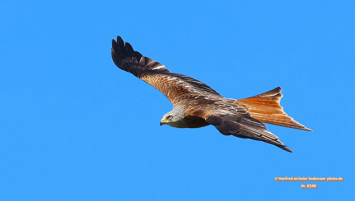 Naturfotografie - Manfred Aicheler -  Offene Landschaften, Felder, Wiesen und Gebäude - Roter Milan