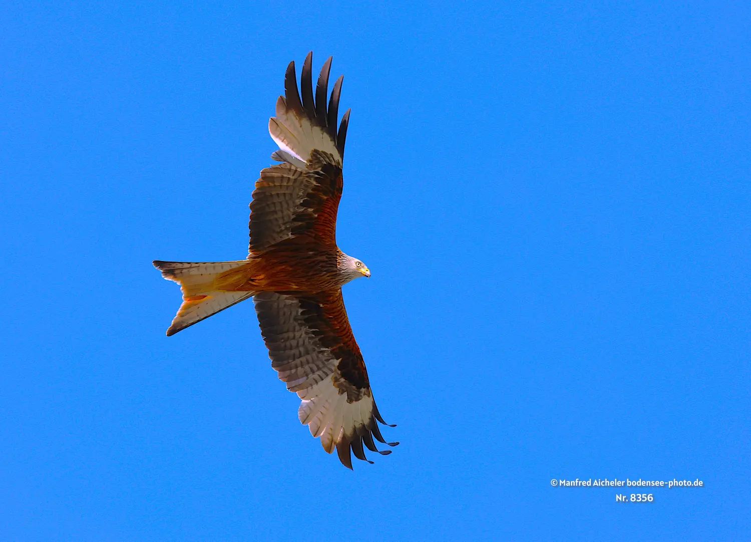 Naturfotografie - Manfred Aicheler -  Offene Landschaften, Felder, Wiesen und Gebäude - Höhepunkte der Vögel