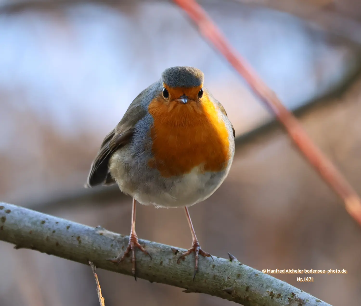Naturfotografie - Manfred Aicheler -  Offene Landschaften, Felder, Wiesen und Gebäude - Rotkehlchen