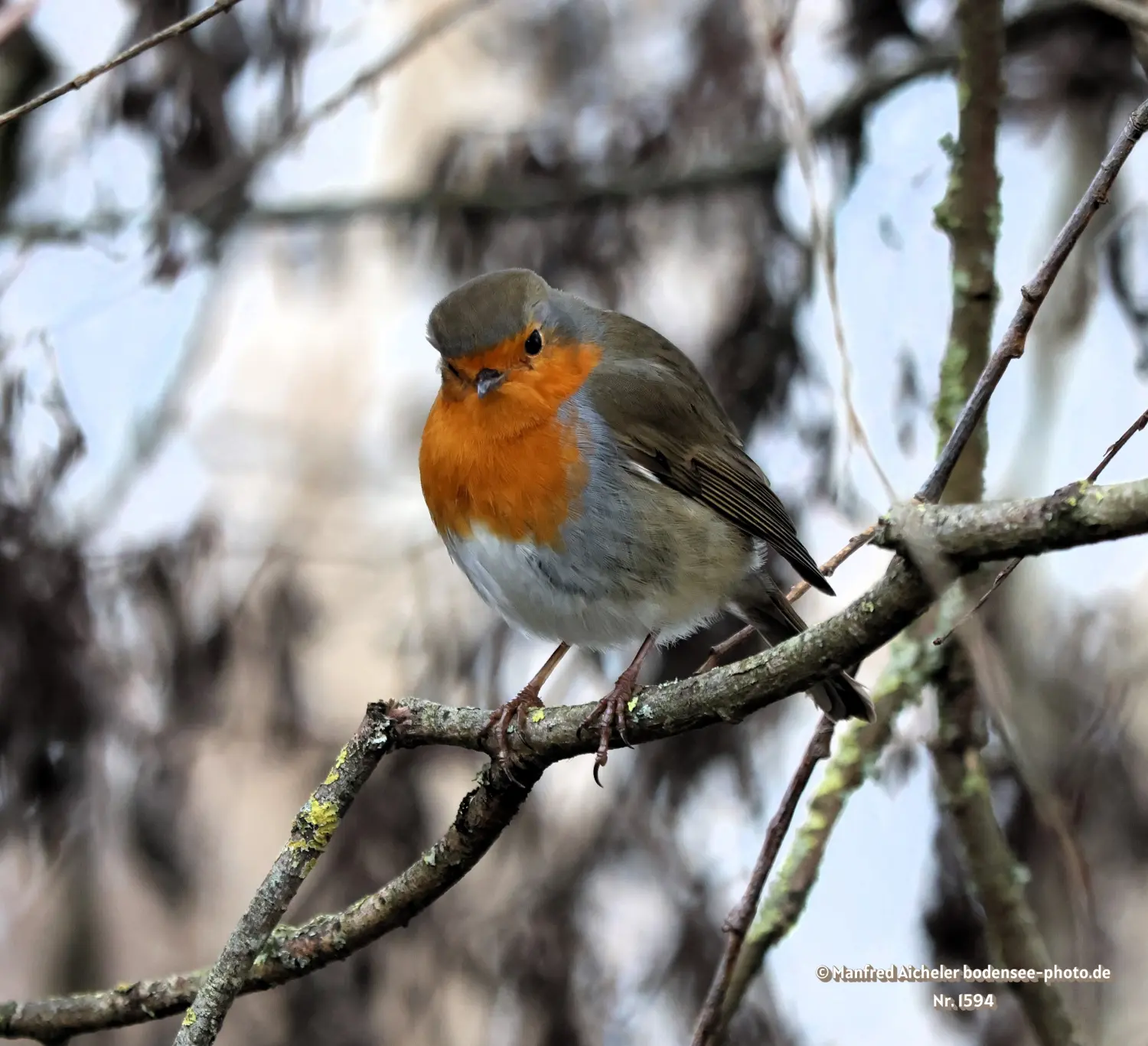 Naturfotografie - Manfred Aicheler -  Offene Landschaften, Felder, Wiesen und Gebäude - Rotkehlchen