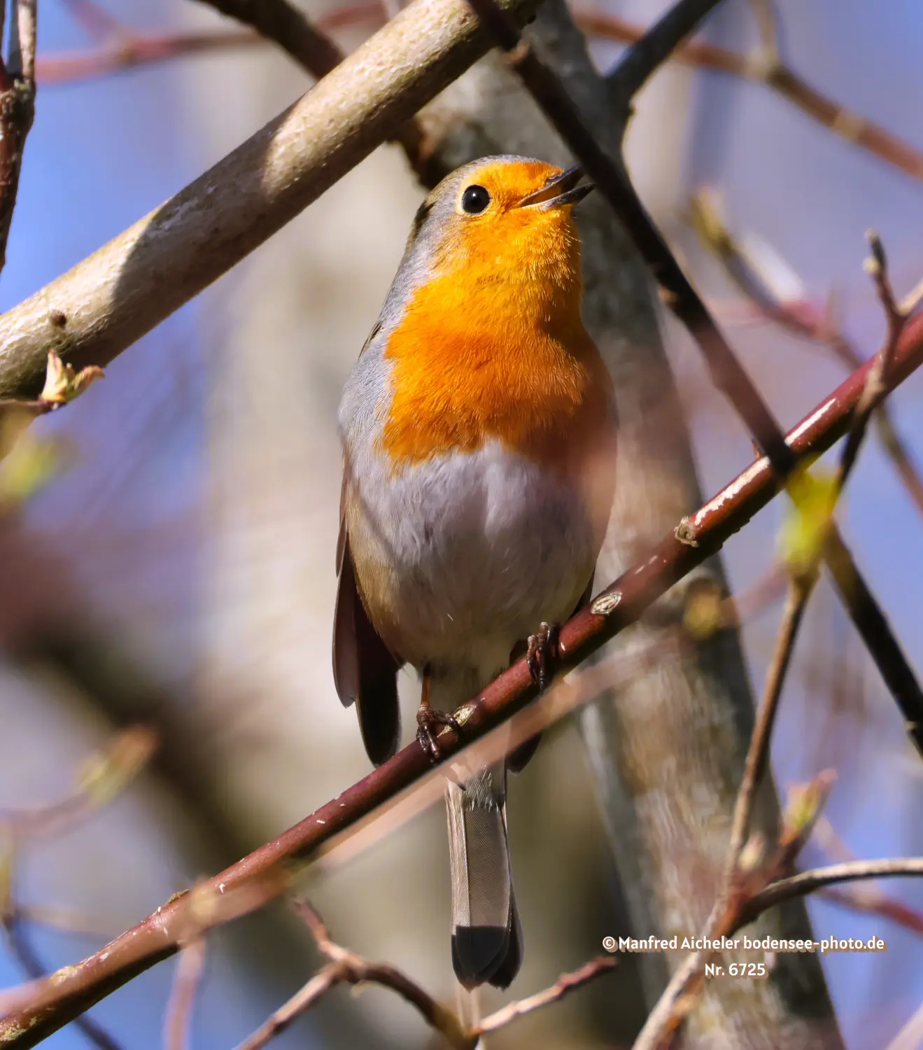 Naturfotografie - Manfred Aicheler -  Offene Landschaften, Felder, Wiesen und Gebäude - Rotkehlchen