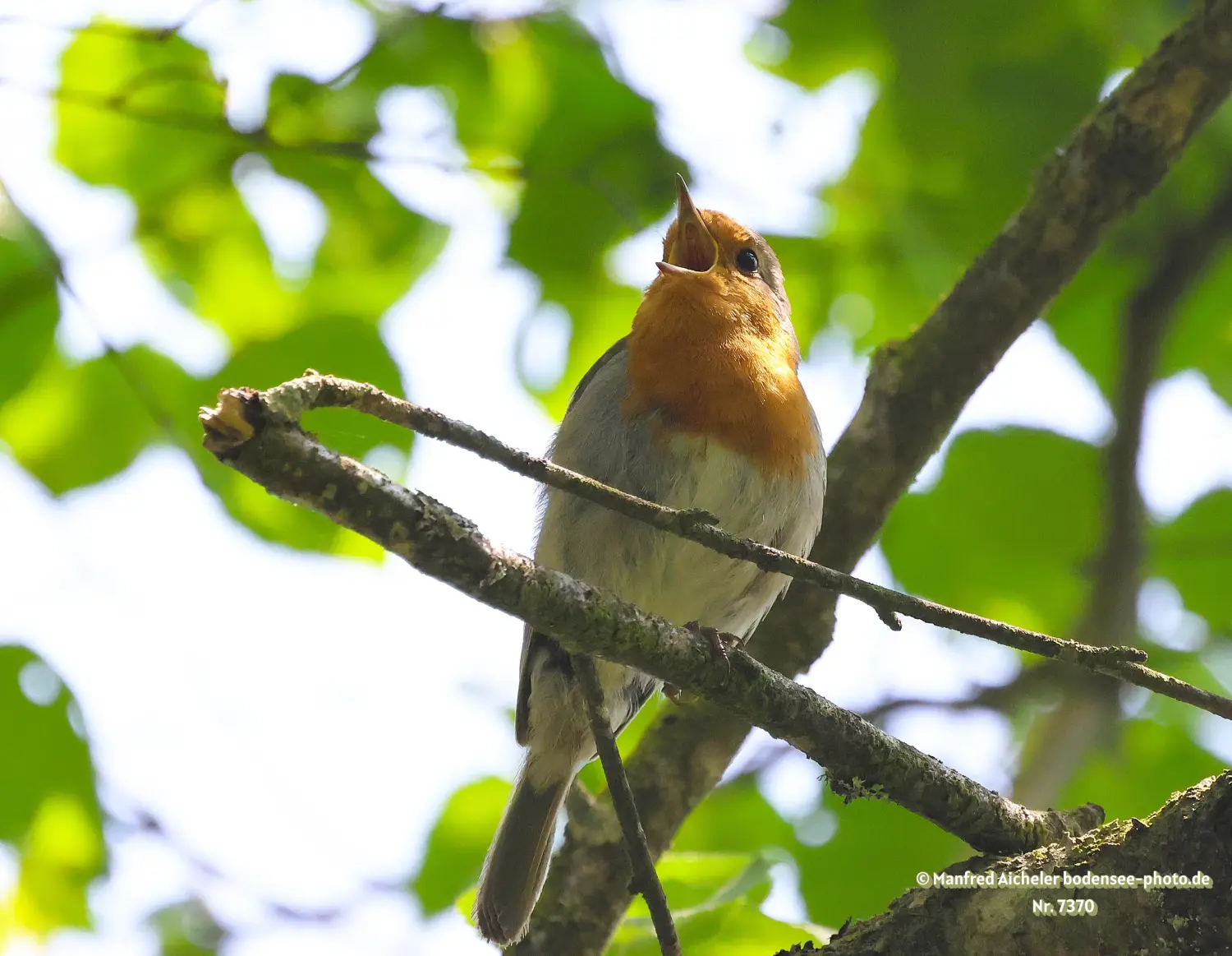 Naturfotografie - Manfred Aicheler -  Offene Landschaften, Felder, Wiesen und Gebäude - Rotkehlchen