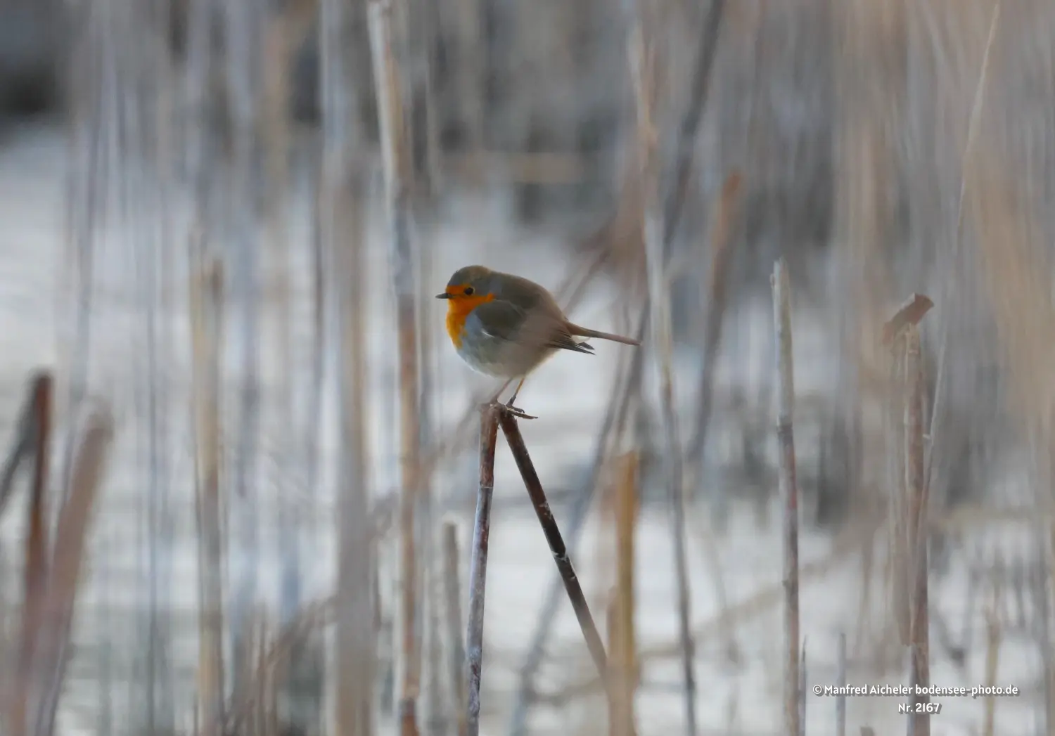 Naturfotografie - Manfred Aicheler -  Offene Landschaften, Felder, Wiesen und Gebäude - Rotkehlchen