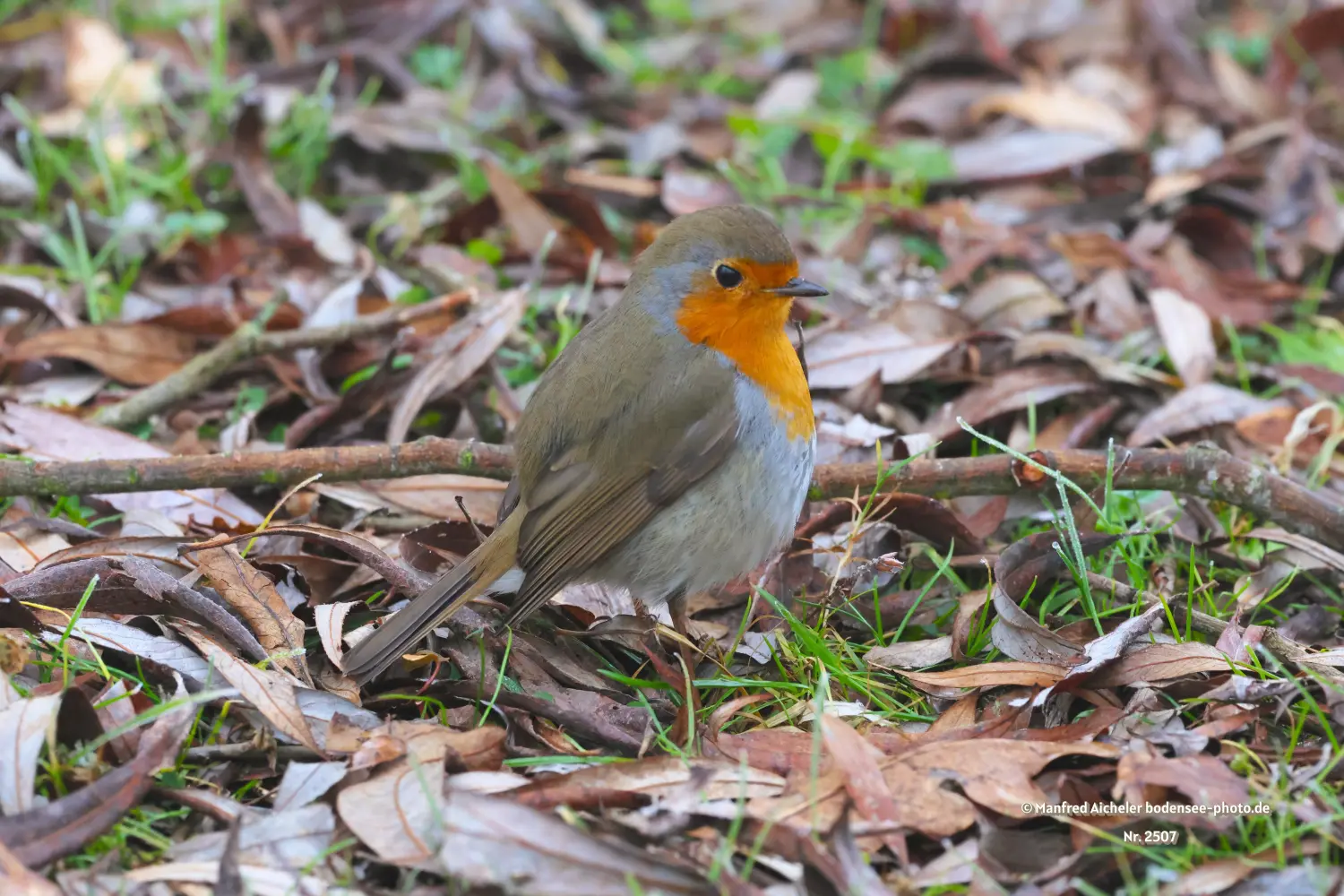 Naturfotografie - Manfred Aicheler -  Offene Landschaften, Felder, Wiesen und Gebäude - Rotkehlchen