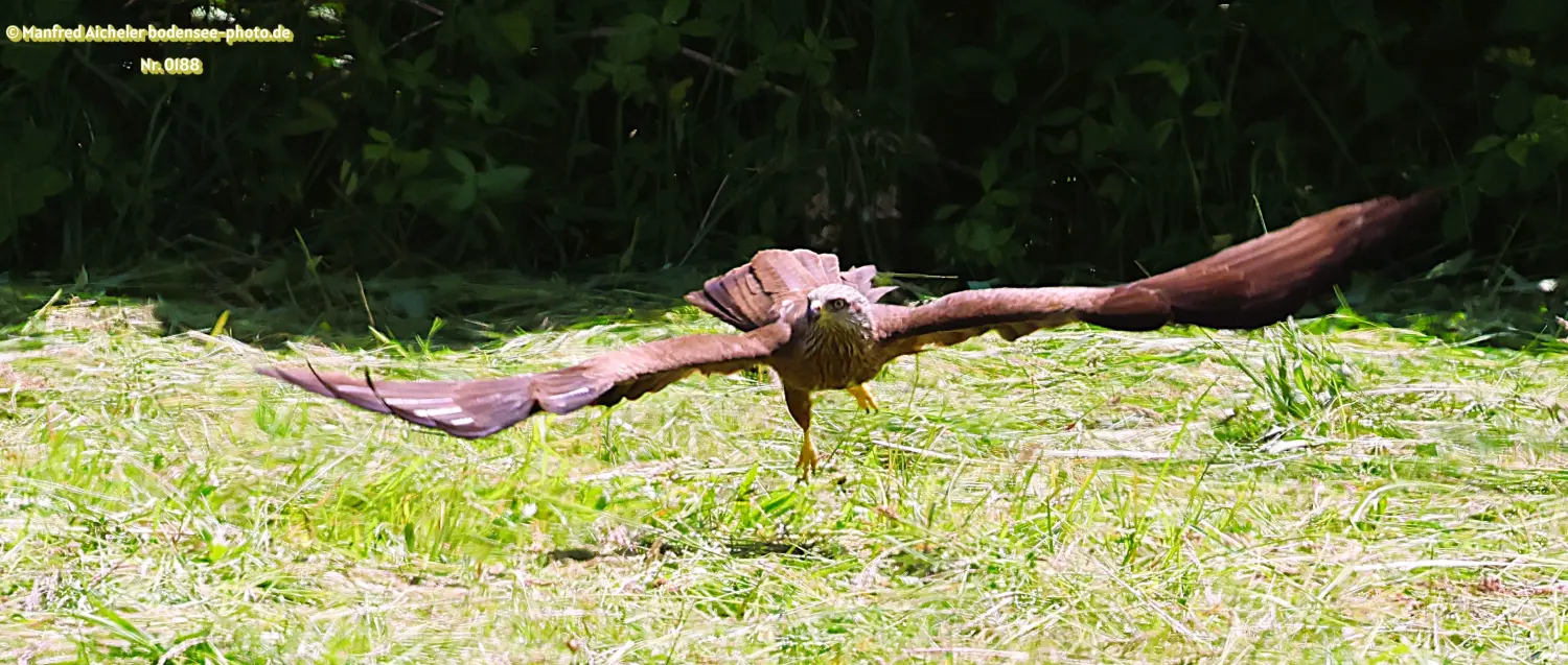 Naturfotografie - Manfred Aicheler -  Offene Landschaften, Felder, Wiesen und Gebäude - Schwarzer Milan