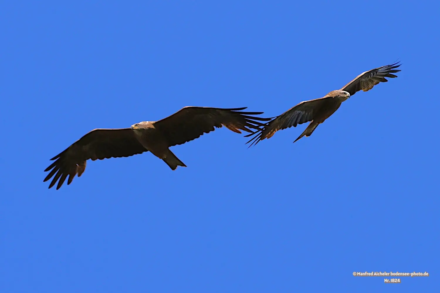 Naturfotografie - Manfred Aicheler -  Offene Landschaften, Felder, Wiesen und Gebäude - Schwarzer Milan