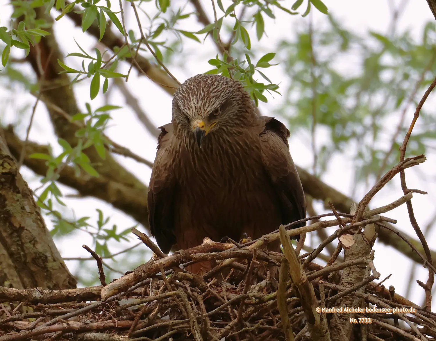 Naturfotografie - Manfred Aicheler -  Offene Landschaften, Felder, Wiesen und Gebäude - Schwarzer Milan