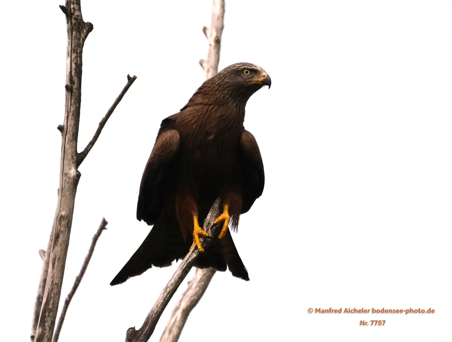 Naturfotografie - Manfred Aicheler -  Offene Landschaften, Felder, Wiesen und Gebäude - Höhepunkte der Vögel