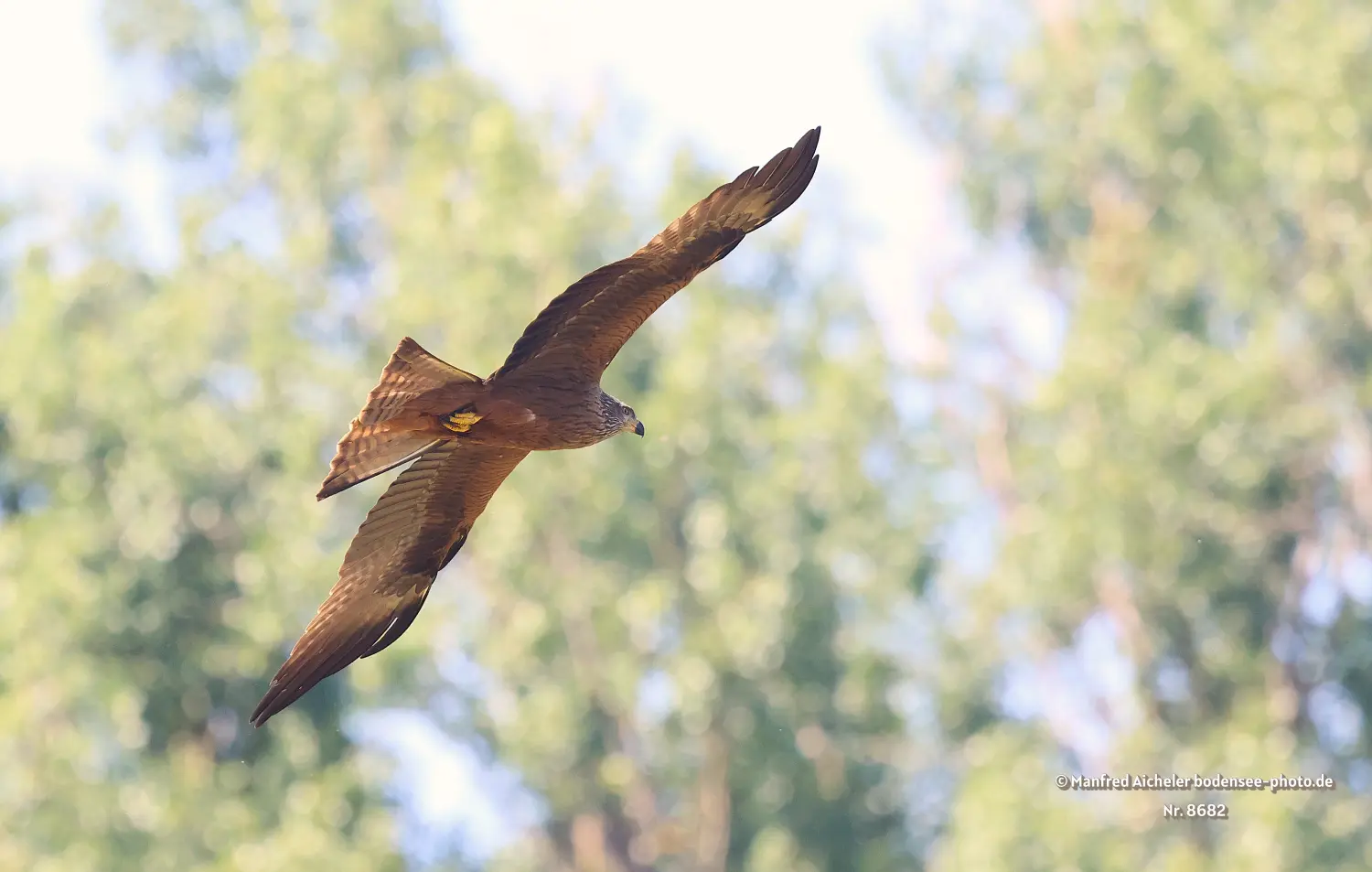 Naturfotografie - Manfred Aicheler -  Offene Landschaften, Felder, Wiesen und Gebäude - Schwarzer Milan