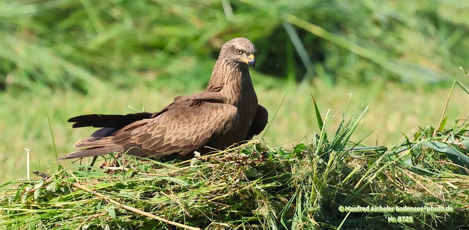 Naturfotografie - Manfred Aicheler -  Offene Landschaften, Felder, Wiesen und Gebäude - Schwarzer Milan