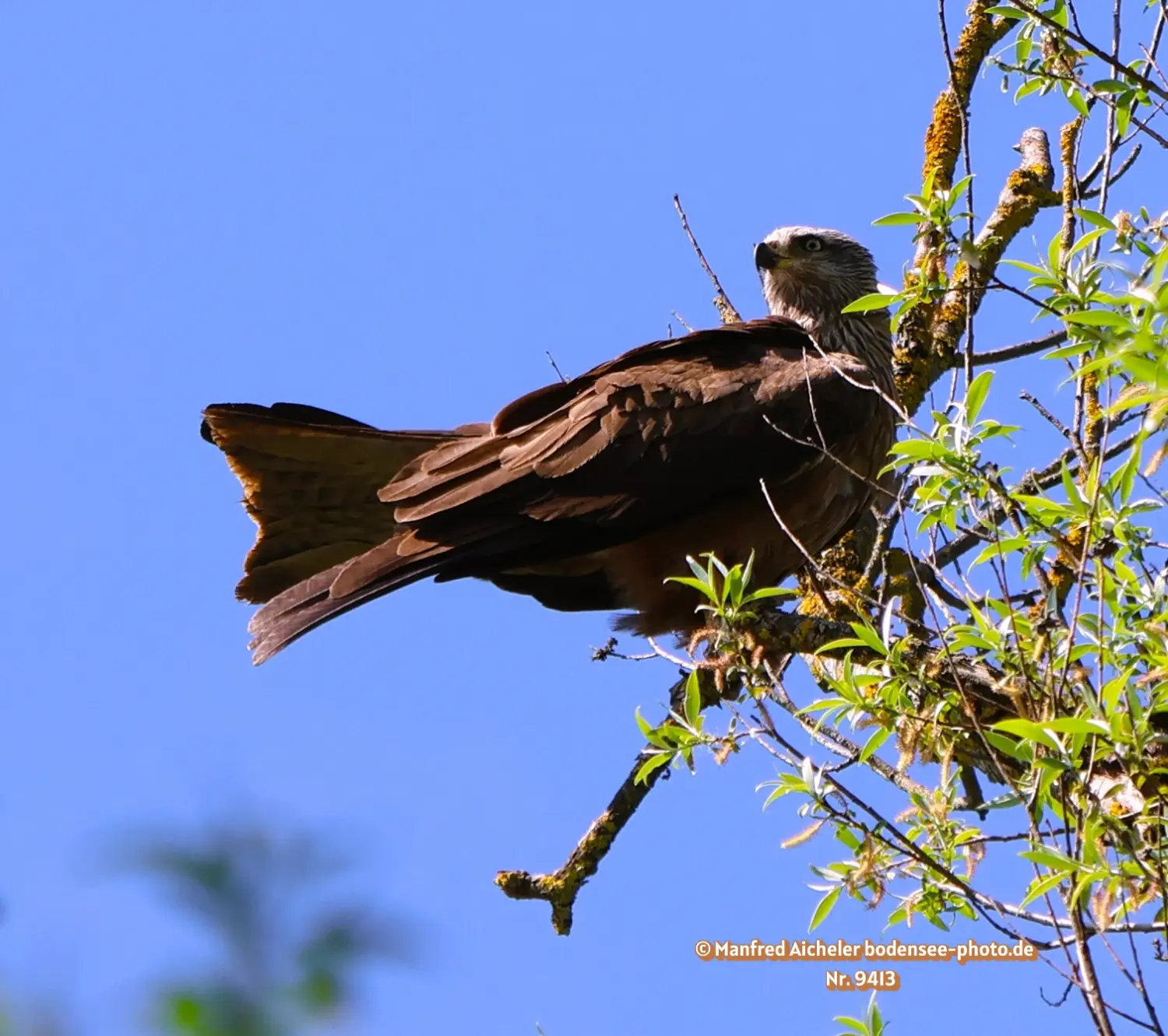 Naturfotografie - Manfred Aicheler -  Offene Landschaften, Felder, Wiesen und Gebäude - Höhepunkte der Vögel