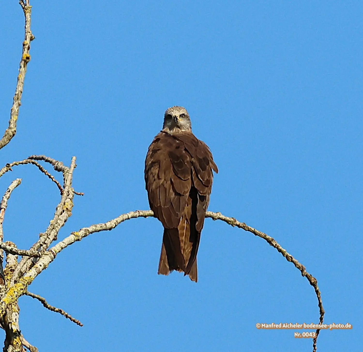 Naturfotografie - Manfred Aicheler -  Offene Landschaften, Felder, Wiesen und Gebäude - Schwarzer Milan