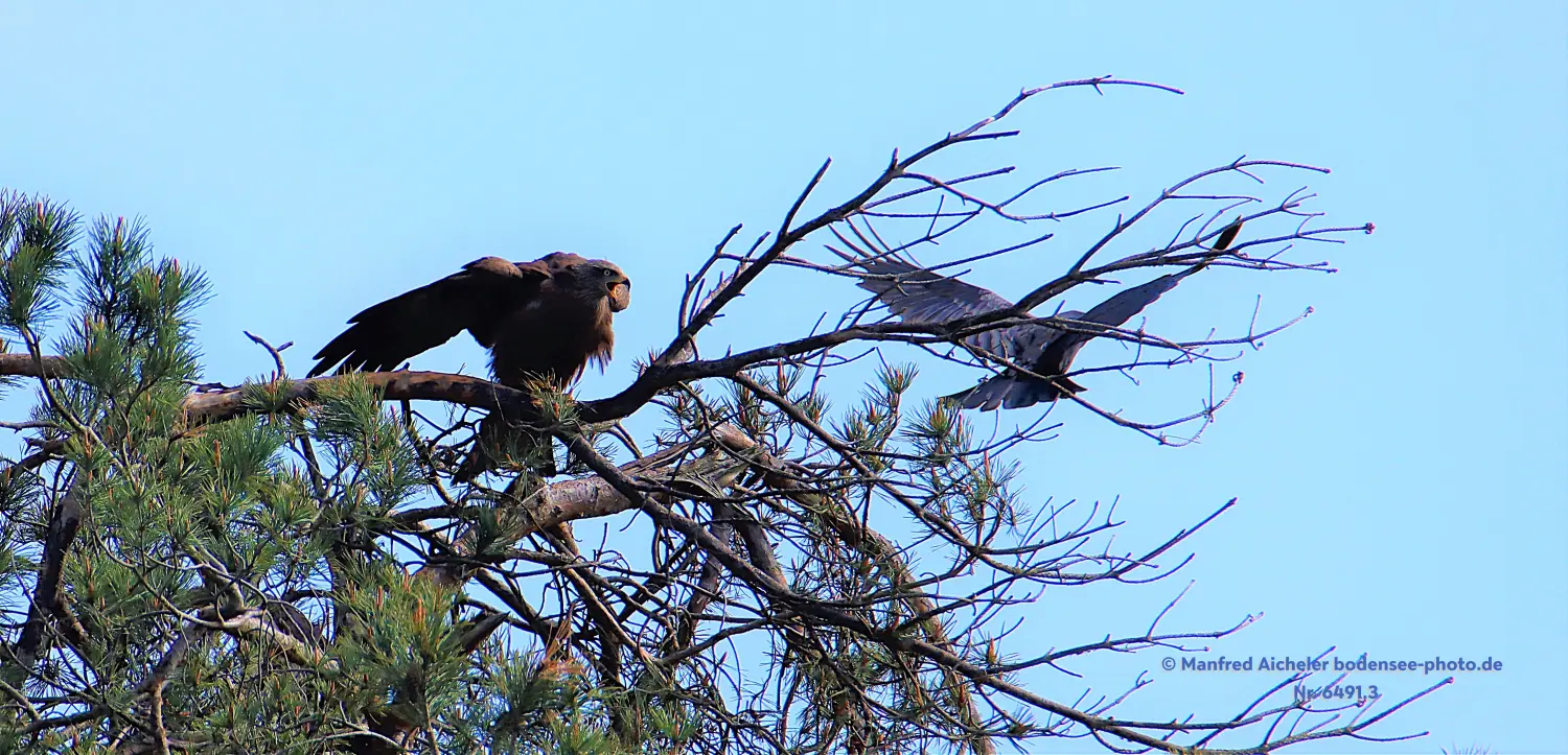 Naturfotografie - Manfred Aicheler -  Offene Landschaften, Felder, Wiesen und Gebäude - Schwarzer Milan