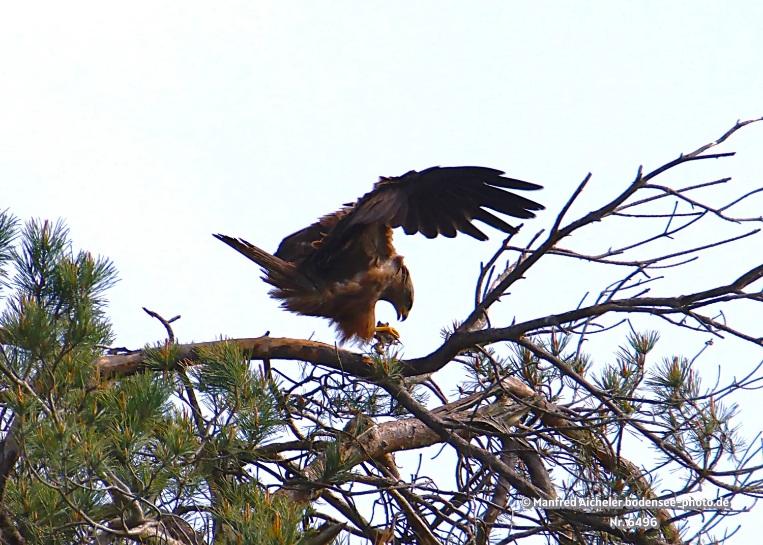 Naturfotografie - Manfred Aicheler -  Offene Landschaften, Felder, Wiesen und Gebäude - Schwarzer Milan