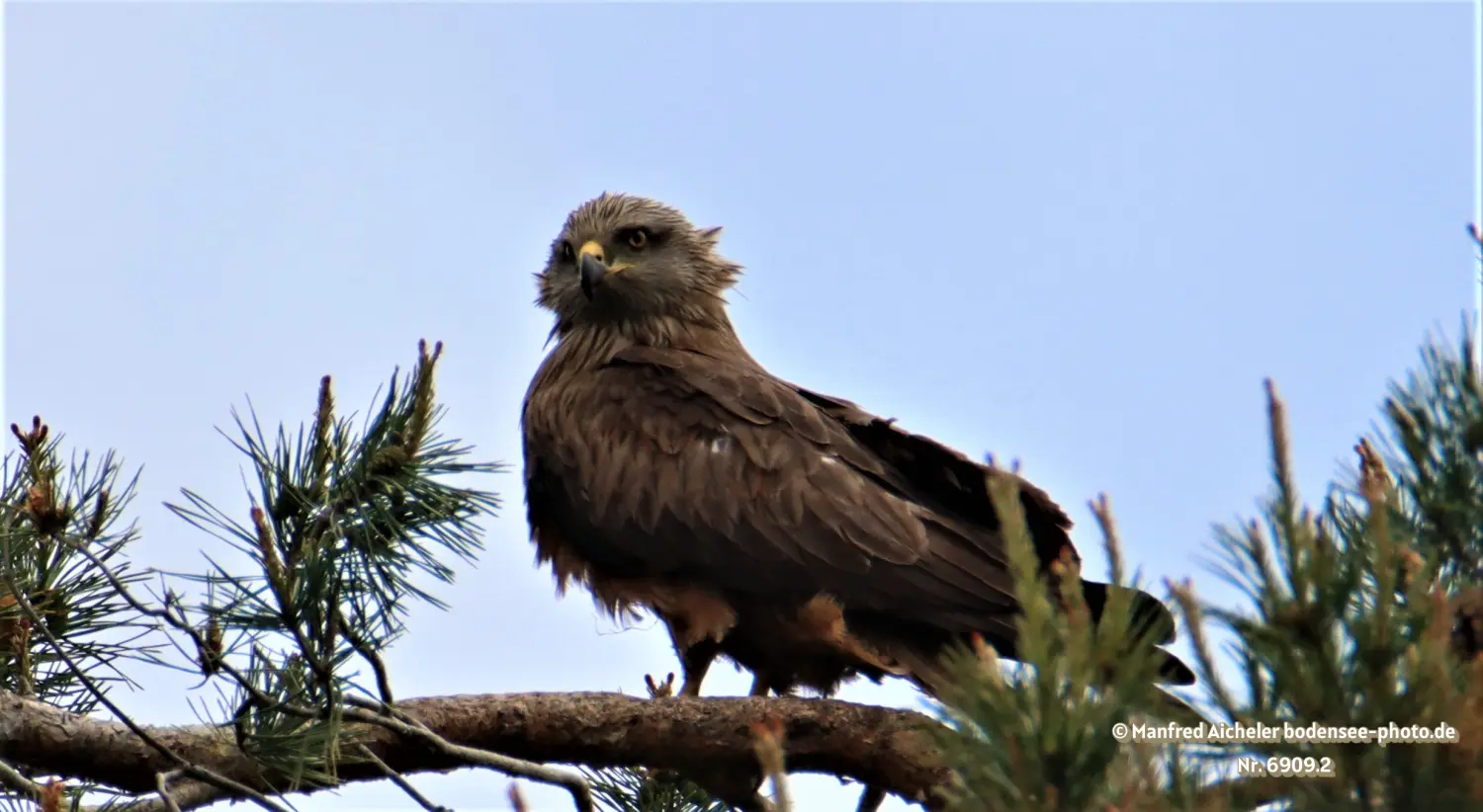 Naturfotografie - Manfred Aicheler -  Offene Landschaften, Felder, Wiesen und Gebäude - Schwarzer Milan