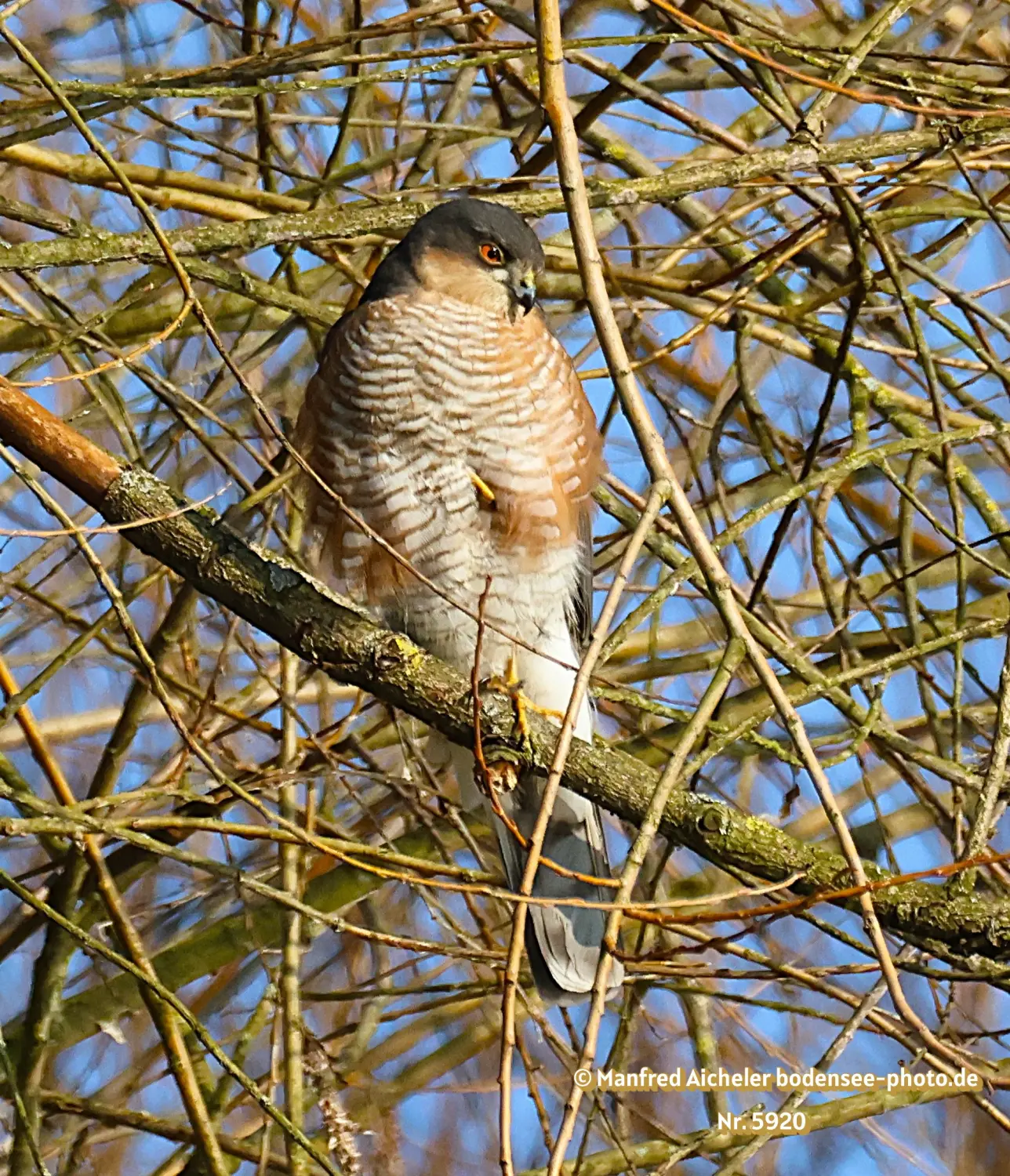 Naturfotografie - Manfred Aicheler -  Wald und Gehölz - Sperber