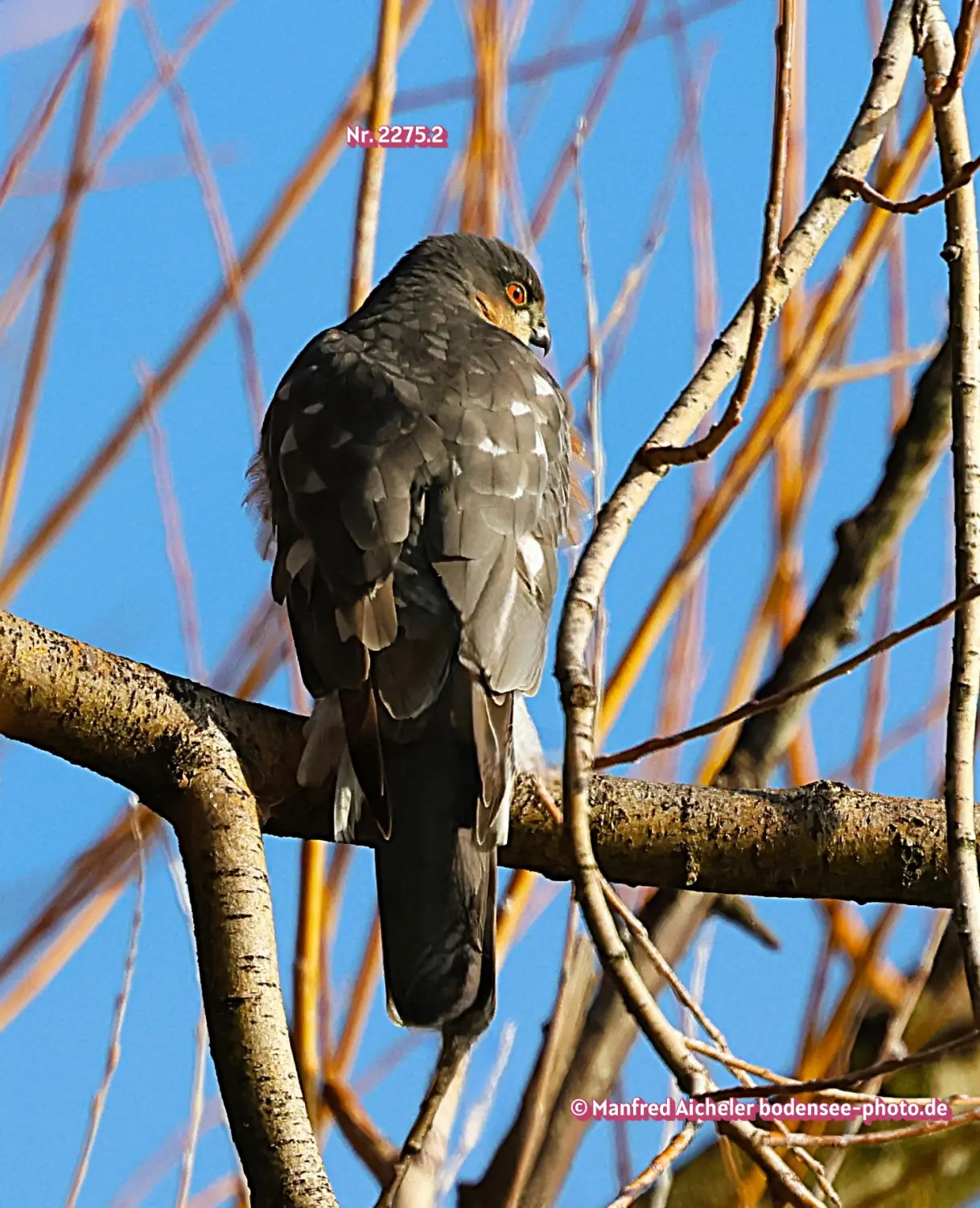 Naturfotografie - Manfred Aicheler -  Wald und Gehölz - Höhepunkte der Vögel