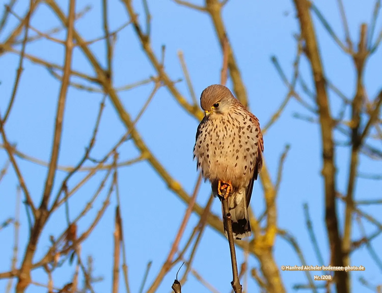 Naturfotografie - Manfred Aicheler -  Offene Landschaften, Felder, Wiesen und Gebäude - Turmfalke