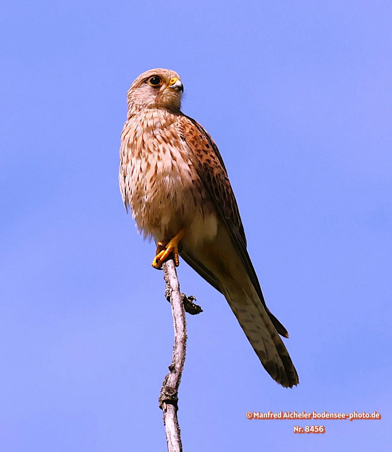 Naturfotografie - Manfred Aicheler -  Offene Landschaften, Felder, Wiesen und Gebäude - Turmfalke