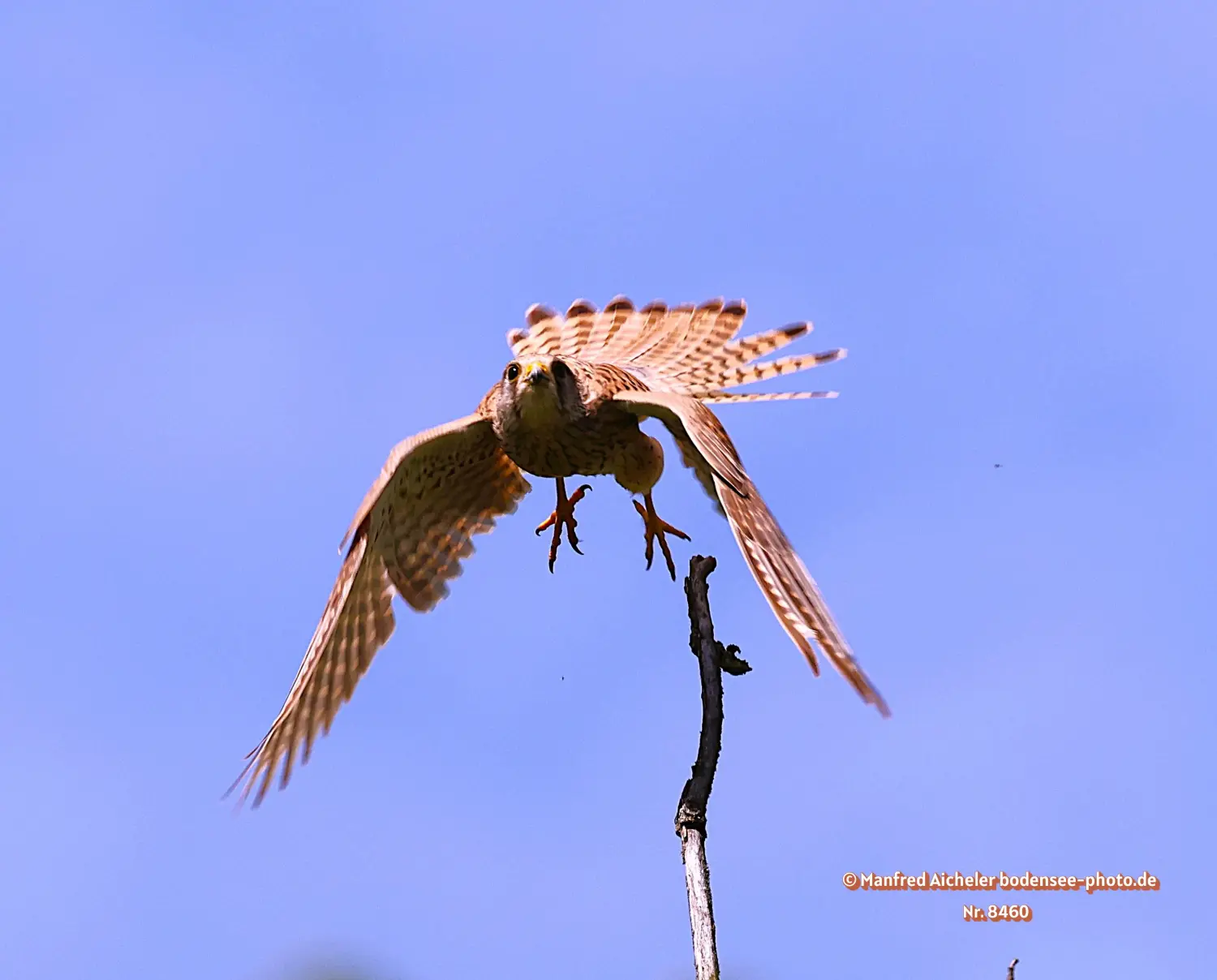 Naturfotografie - Manfred Aicheler -  Offene Landschaften, Felder, Wiesen und Gebäude - Turmfalke