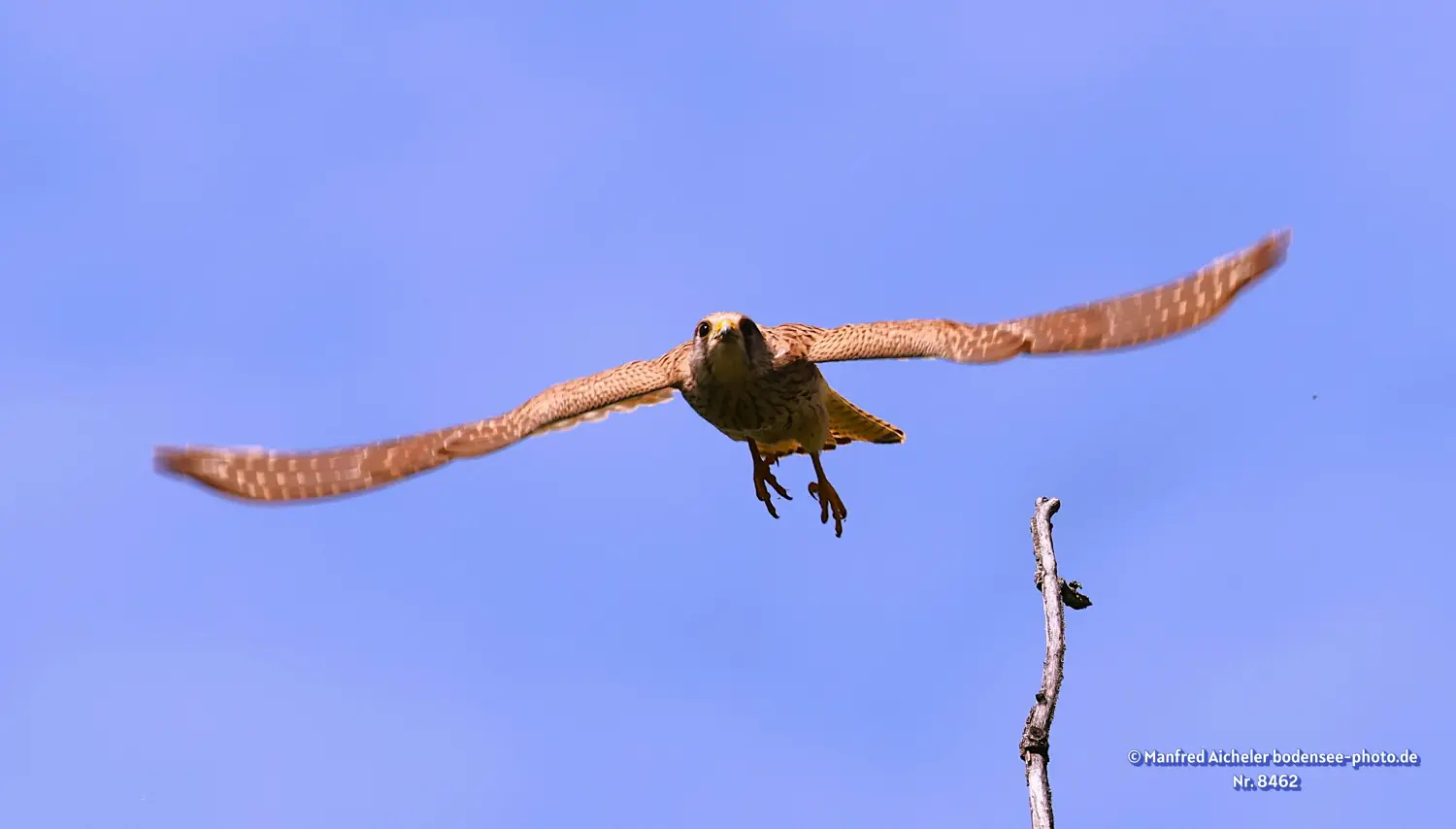Naturfotografie - Manfred Aicheler -  Offene Landschaften, Felder, Wiesen und Gebäude - Turmfalke