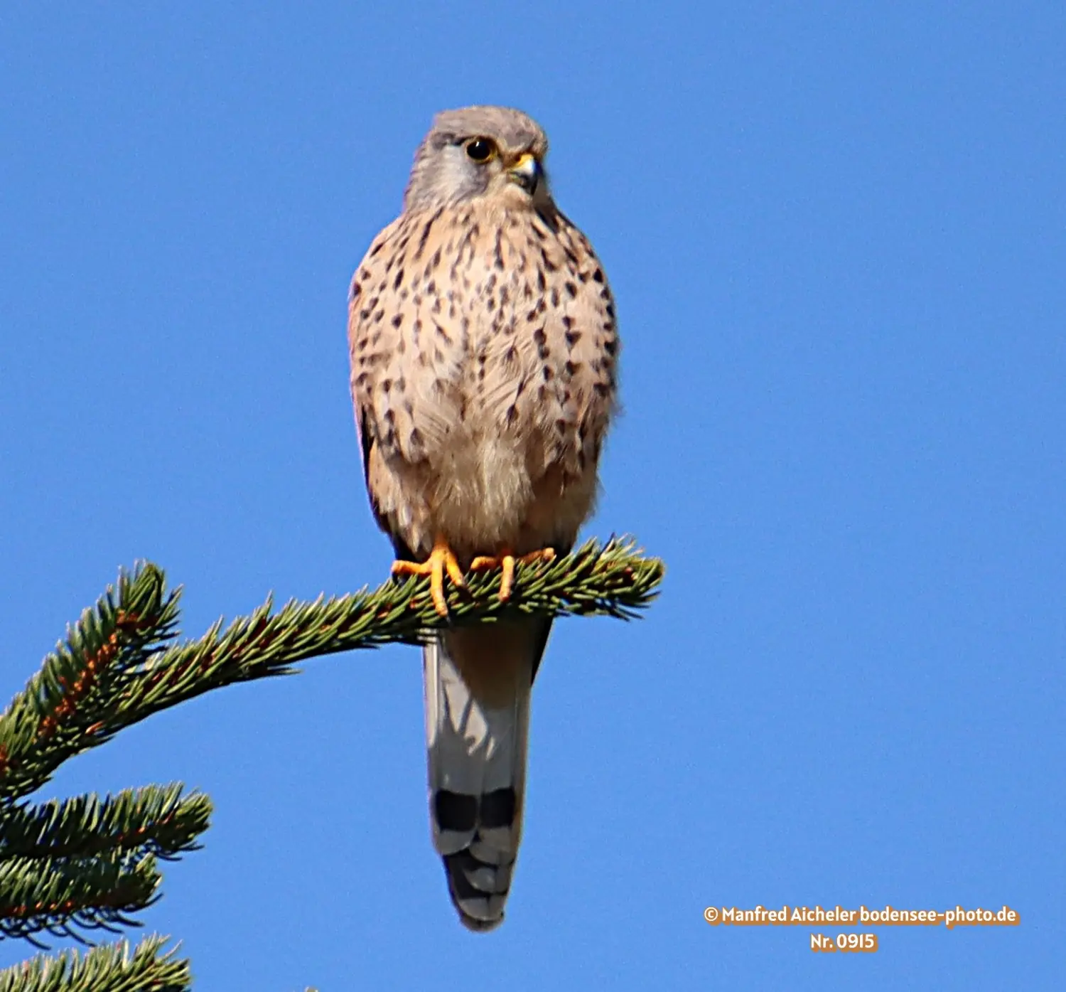 Naturfotografie - Manfred Aicheler -  Offene Landschaften, Felder, Wiesen und Gebäude - Höhepunkte der Vögel