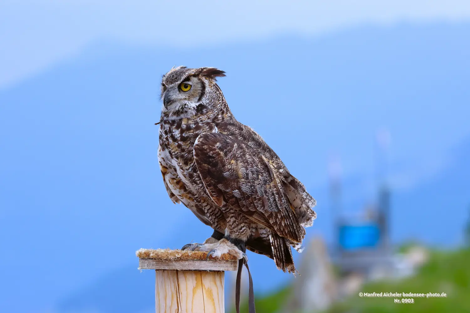 Naturfotografie - Manfred Aicheler -  Wald und Gehölz - Uhu