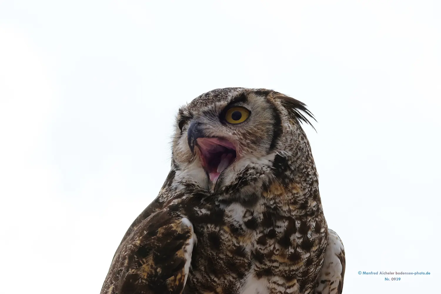 Naturfotografie - Manfred Aicheler -  Wald und Gehölz - Uhu