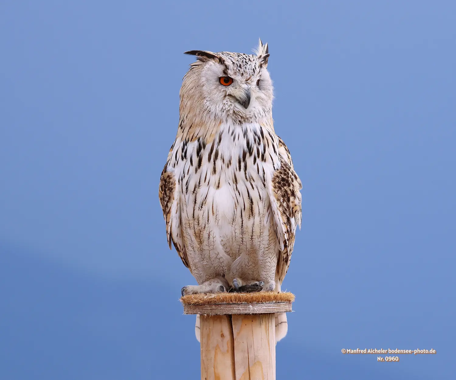 Naturfotografie - Manfred Aicheler -  Wald und Gehölz - Uhu
