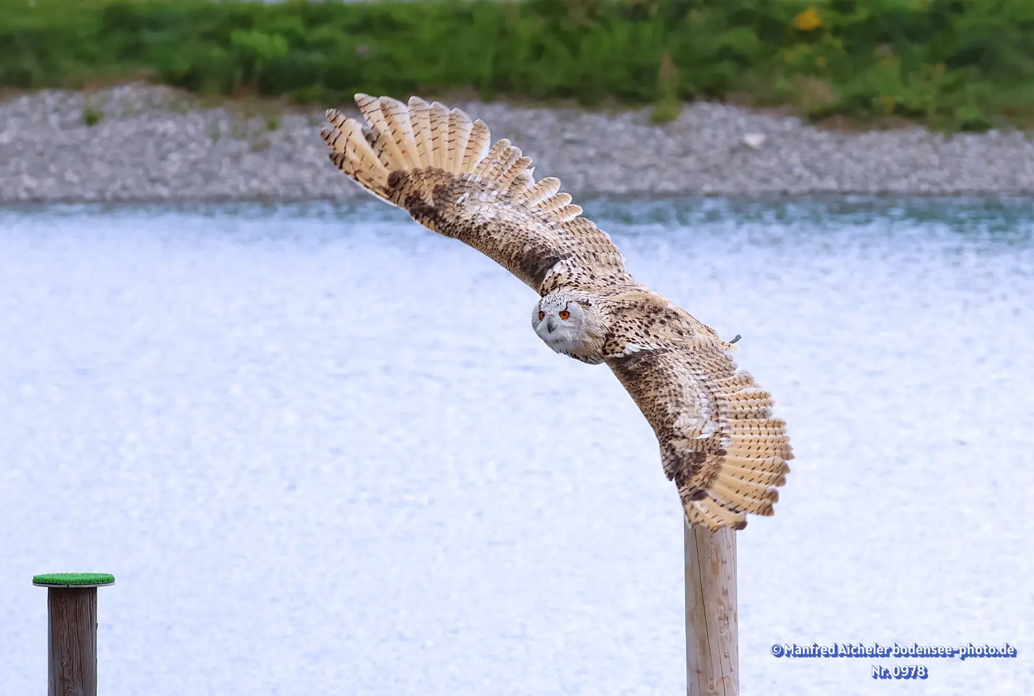 Naturfotografie - Manfred Aicheler -  Wald und Gehölz - Uhu