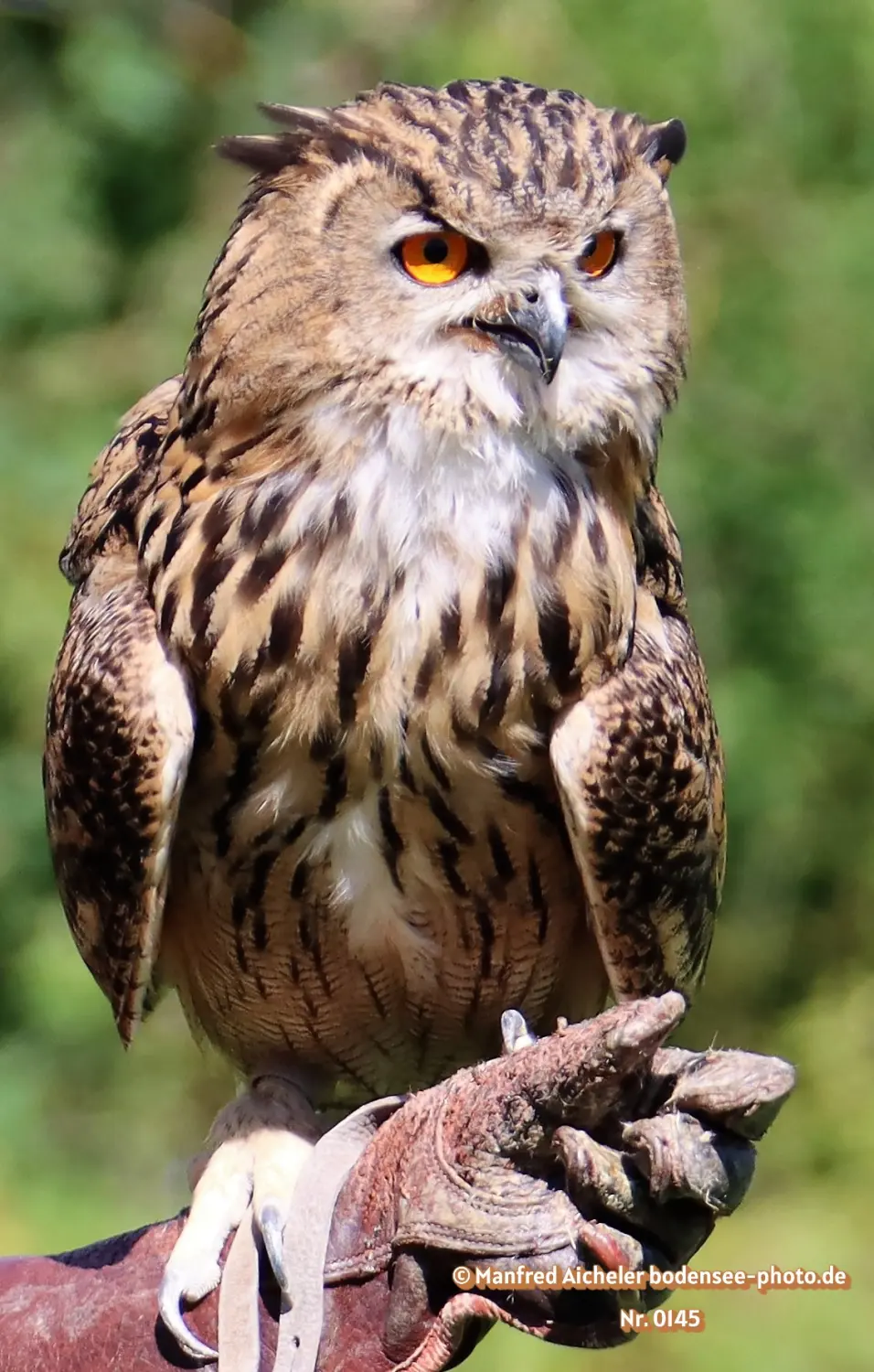 Naturfotografie - Manfred Aicheler -  Wald und Gehölz - Uhu