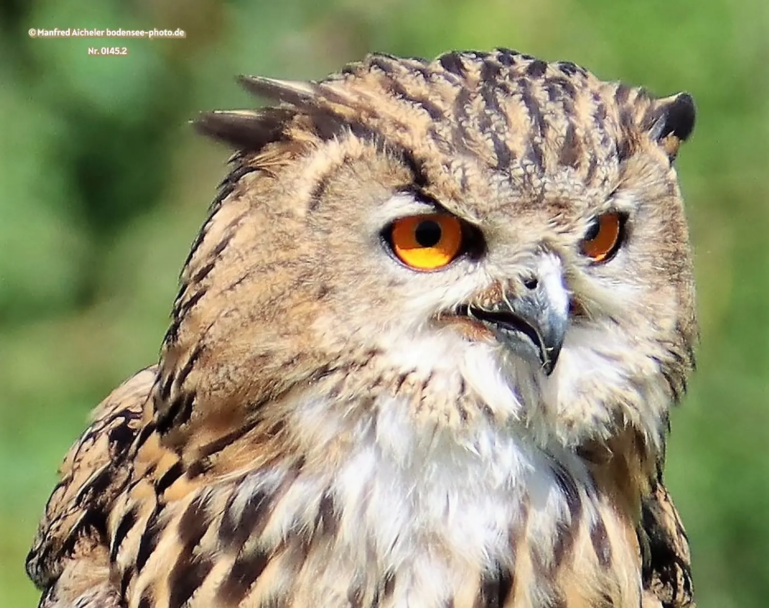 Naturfotografie - Manfred Aicheler -  Wald und Gehölz - Höhepunkte der Vögel