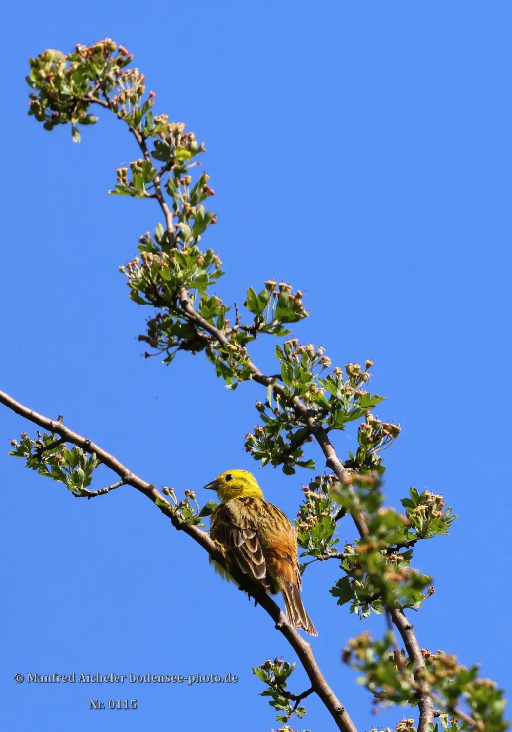 Naturfotografie - Manfred Aicheler -  Offene Landschaften, Felder, Wiesen und Gebäude - Höhepunkte der Vögel