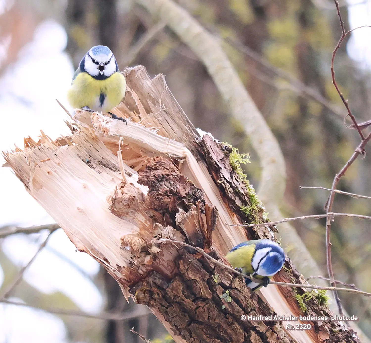 Naturfotografie - Manfred Aicheler -  Wald und Gehölz - Höhepunkte der Vögel
