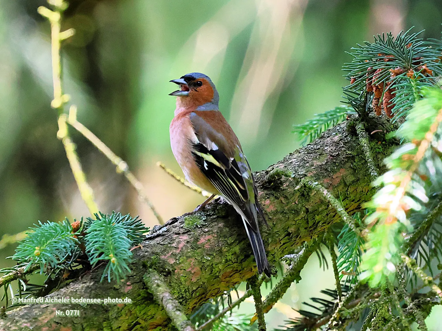 Naturfotografie - Manfred Aicheler -  Wald und Gehölz - Höhepunkte der Vögel