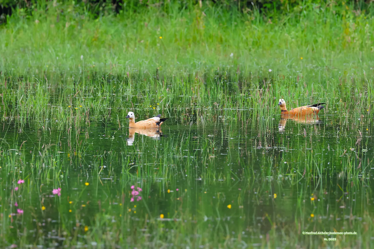 Naturfotografie - Manfred Aicheler -  Wasser- und Feuchtgebiete - Höhepunkte der Vögel