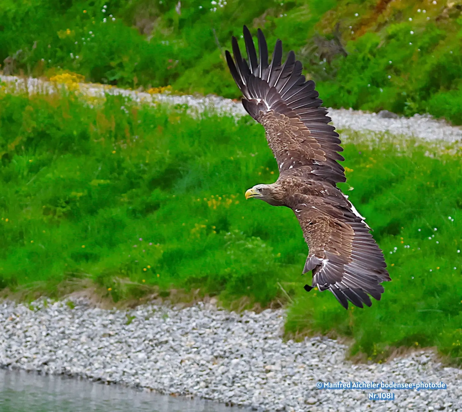 Naturfotografie - Manfred Aicheler -  Wasser- und Feuchtgebiete - Höhepunkte der Vögel
