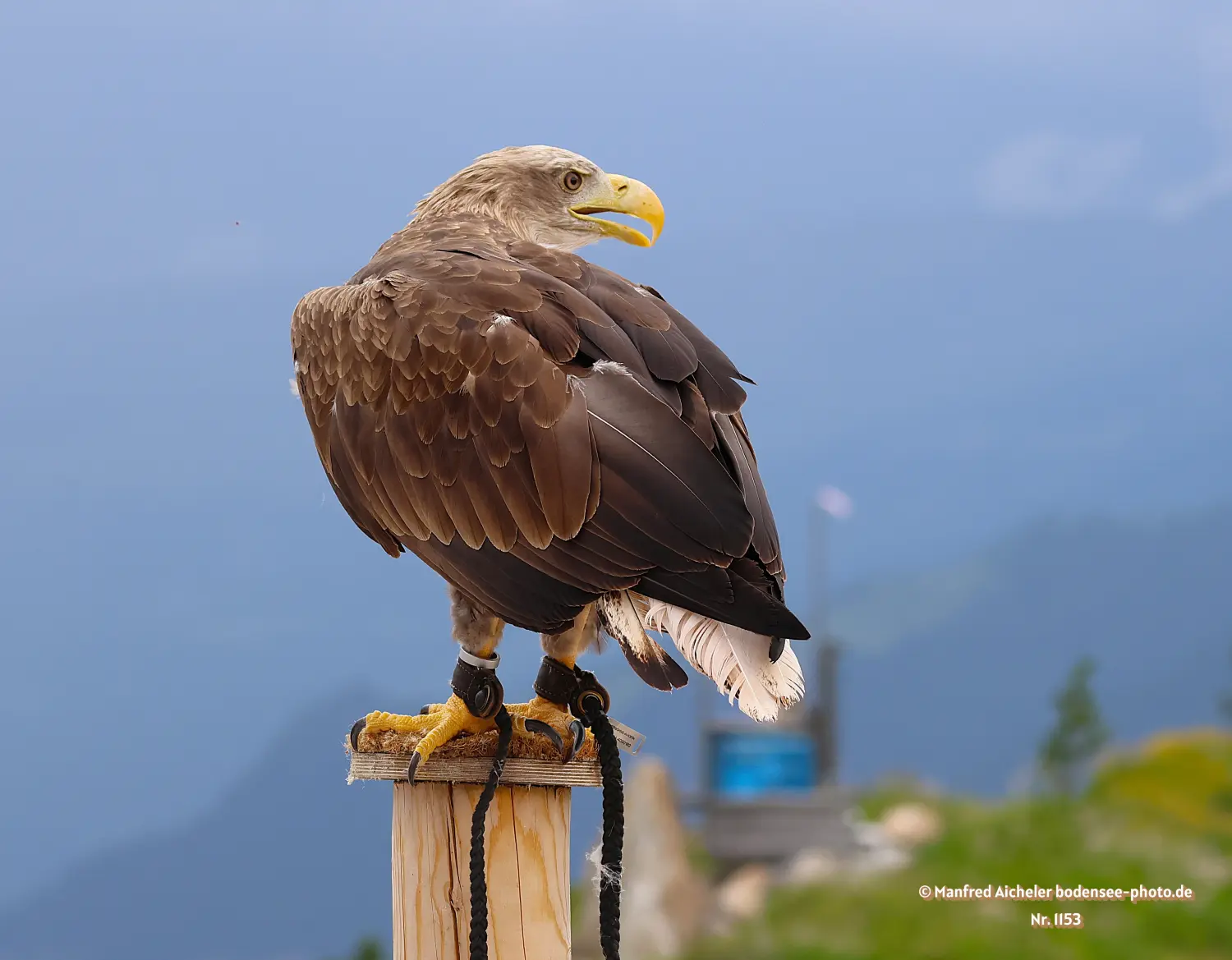 Naturfotografie - Manfred Aicheler -  Wasser- und Feuchtgebiete - Höhepunkte der Vögel