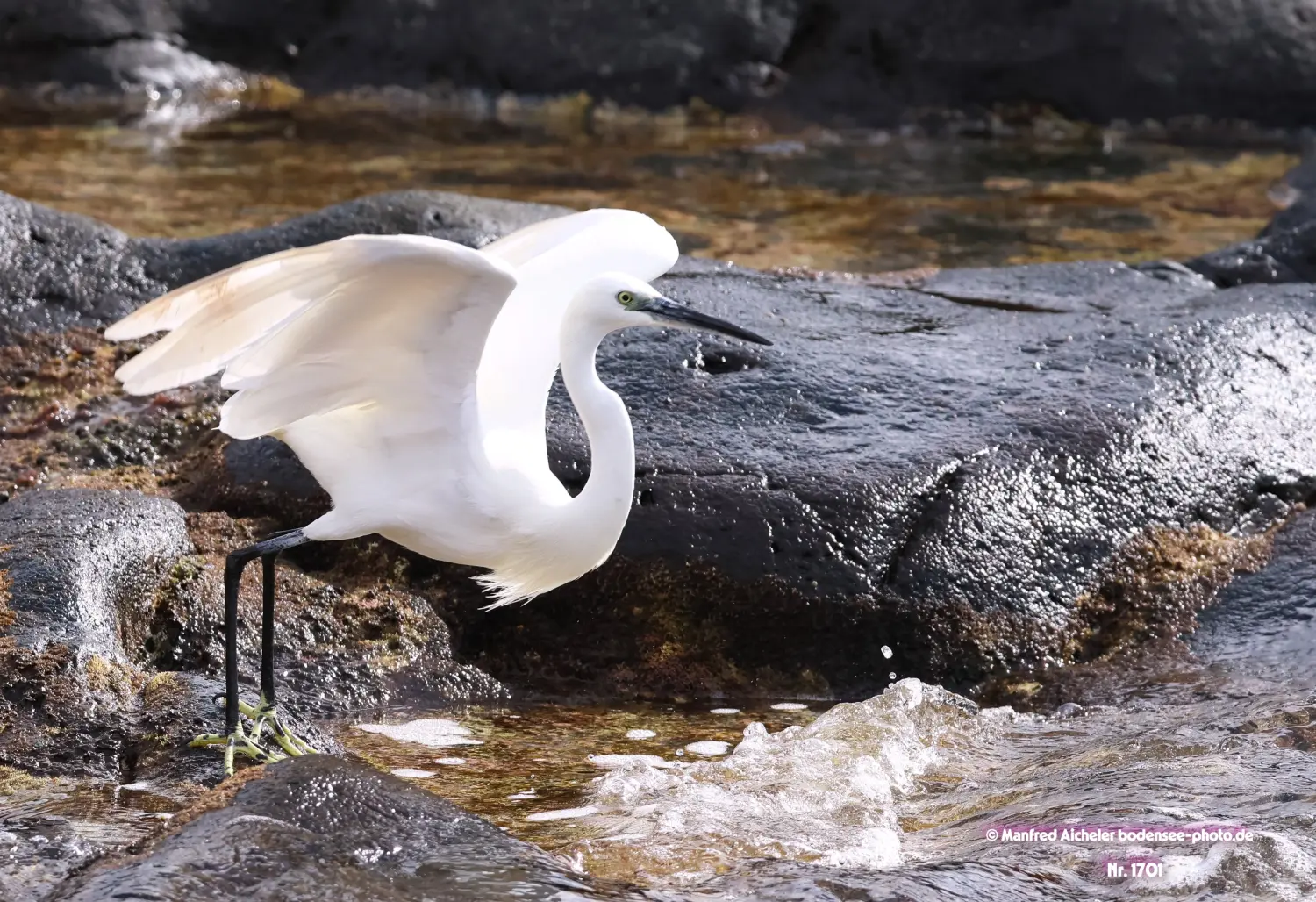 Naturfotografie - Manfred Aicheler -  Wasser- und Feuchtgebiete - Höhepunkte der Vögel