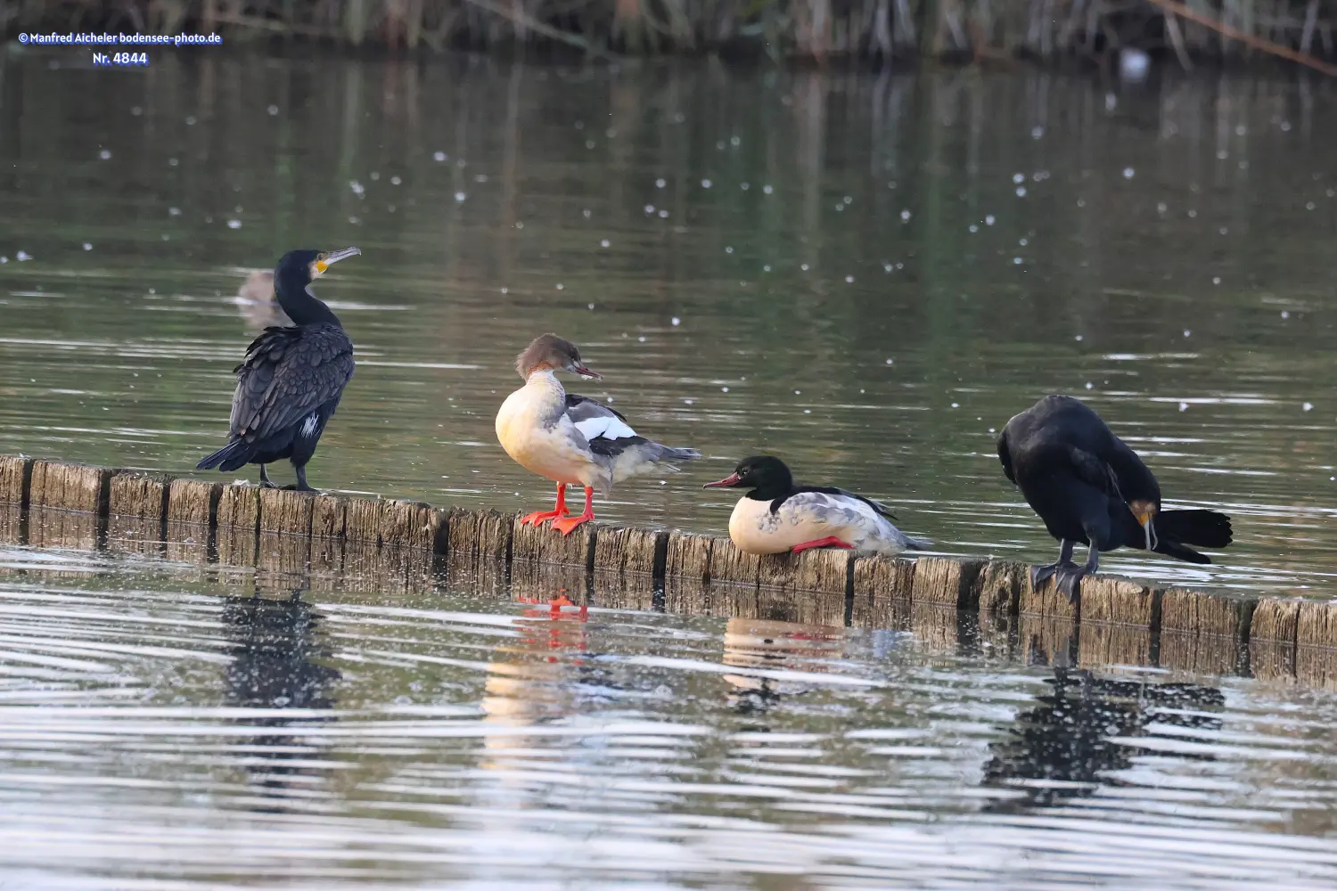 Naturfotografie - Manfred Aicheler -  Wasser- und Feuchtgebiete - Gänsesäger