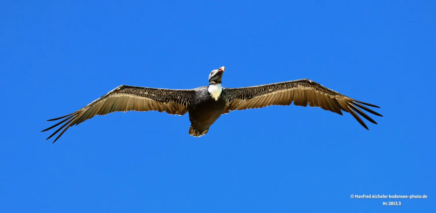 Naturfotografie - Manfred Aicheler -  Wasser- und Feuchtgebiete - Höhepunkte der Vögel