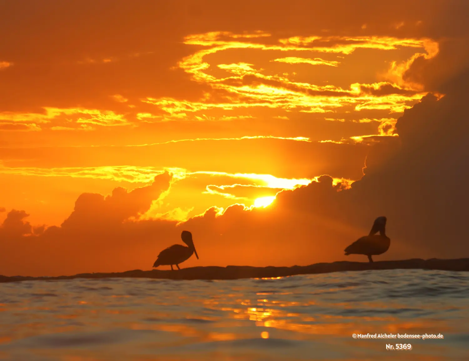 Naturfotografie - Manfred Aicheler -  Wasser- und Feuchtgebiete - Braunpelikan