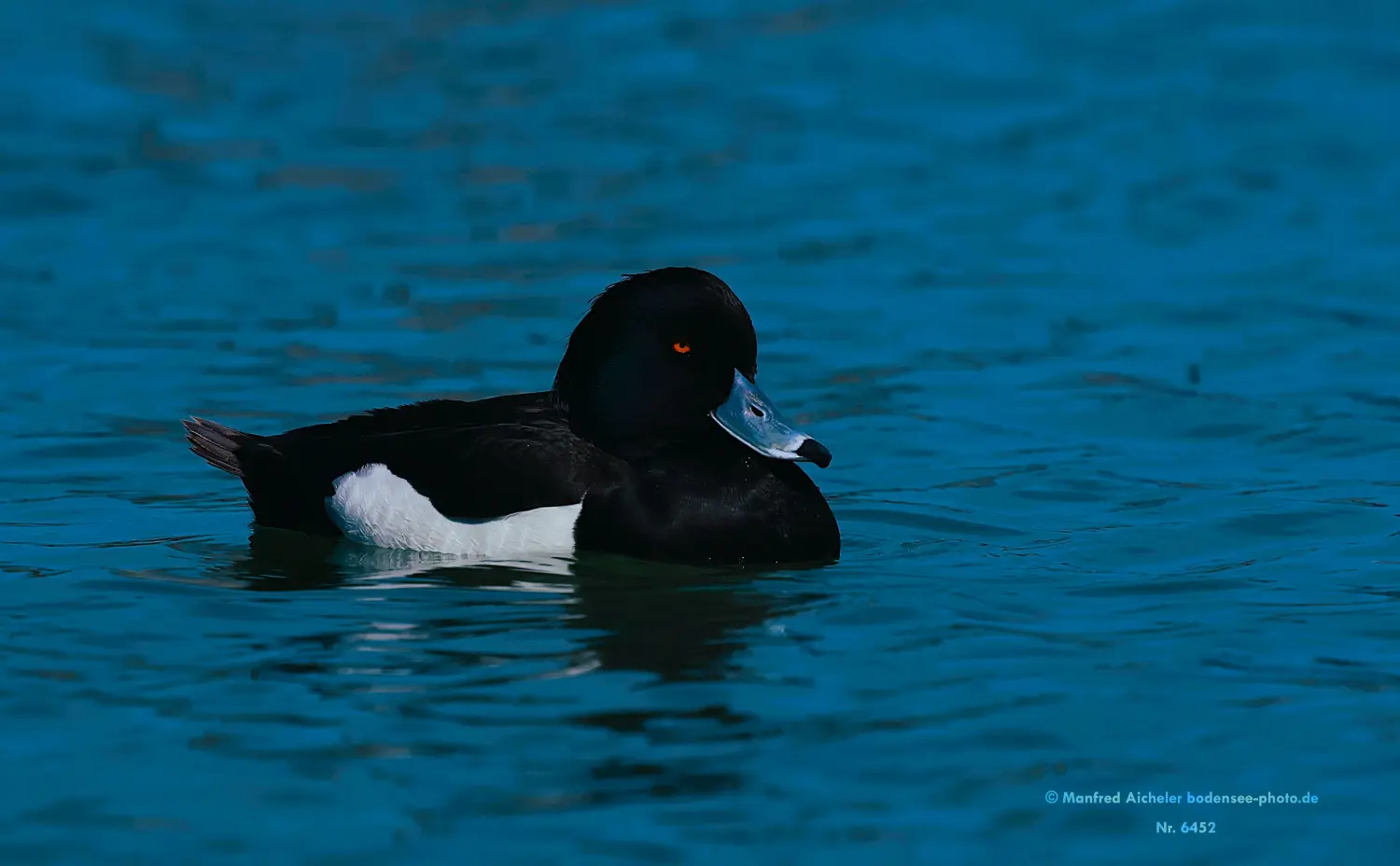 Naturfotografie - Manfred Aicheler -  Wasser- und Feuchtgebiete - Höhepunkte der Vögel