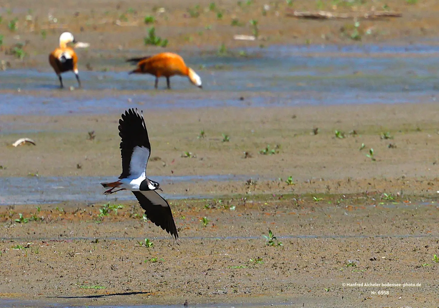 Naturfotografie - Manfred Aicheler -  Offene Landschaften, Felder, Wiesen und Gebäude - Höhepunkte der Vögel